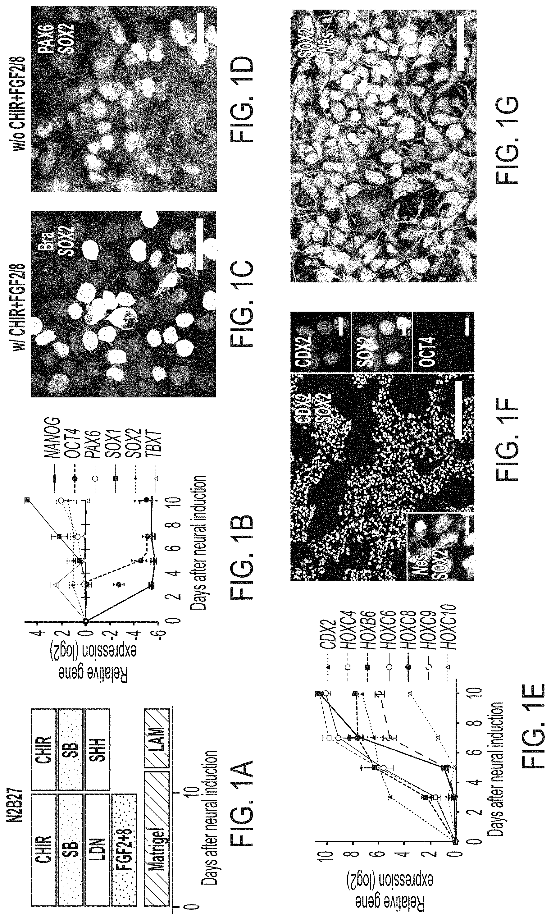 Patent US11773369 Figure 1 – Generation of human spinal cord neural stem cells