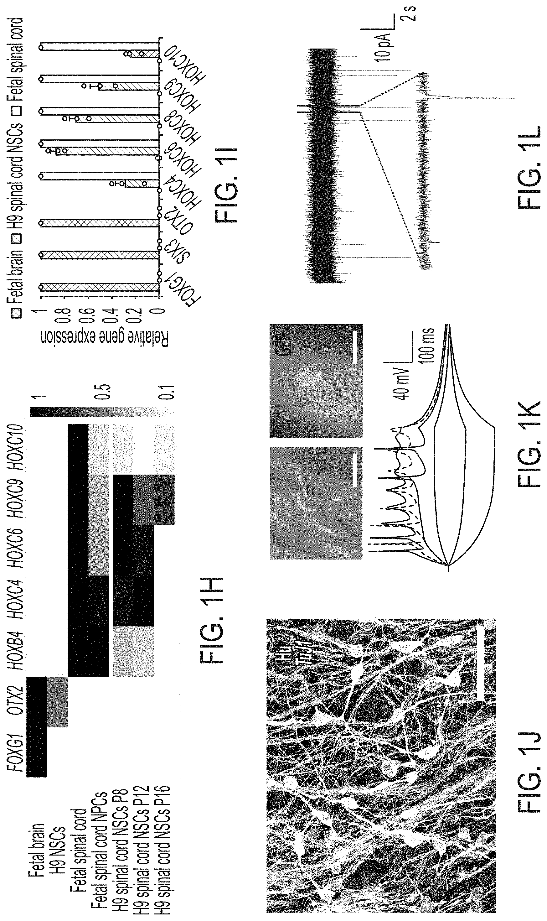 Patent US11773369 Figure 2 – Generation of human spinal cord neural stem cells