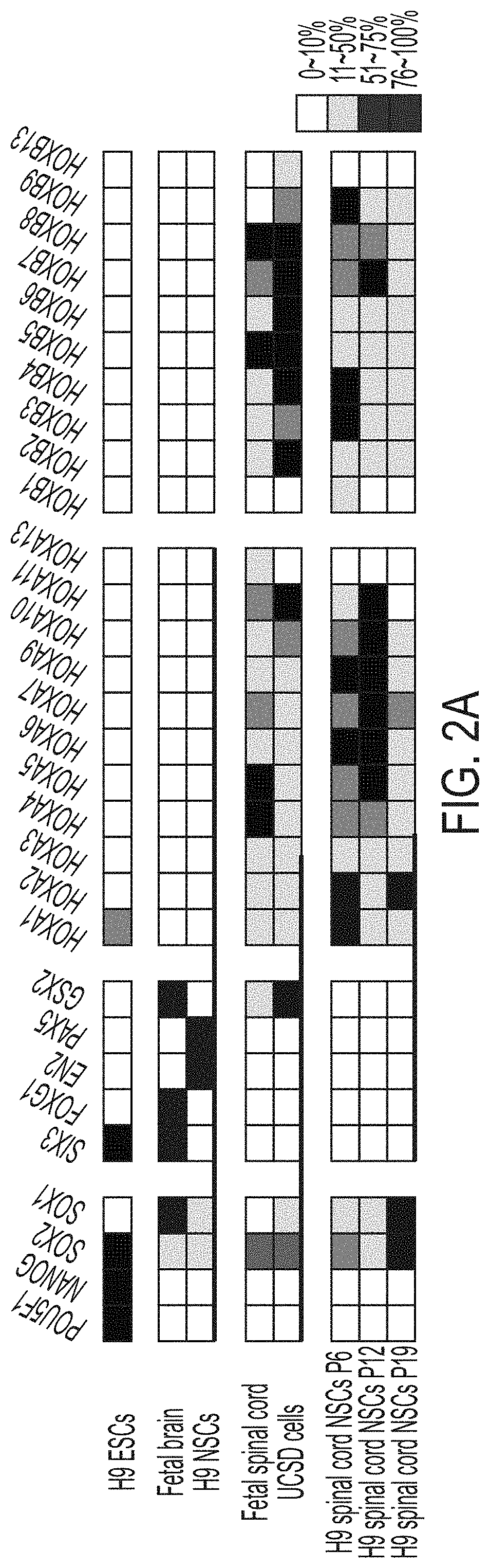 Patent US11773369 Figure 3 – Generation of human spinal cord neural stem cells