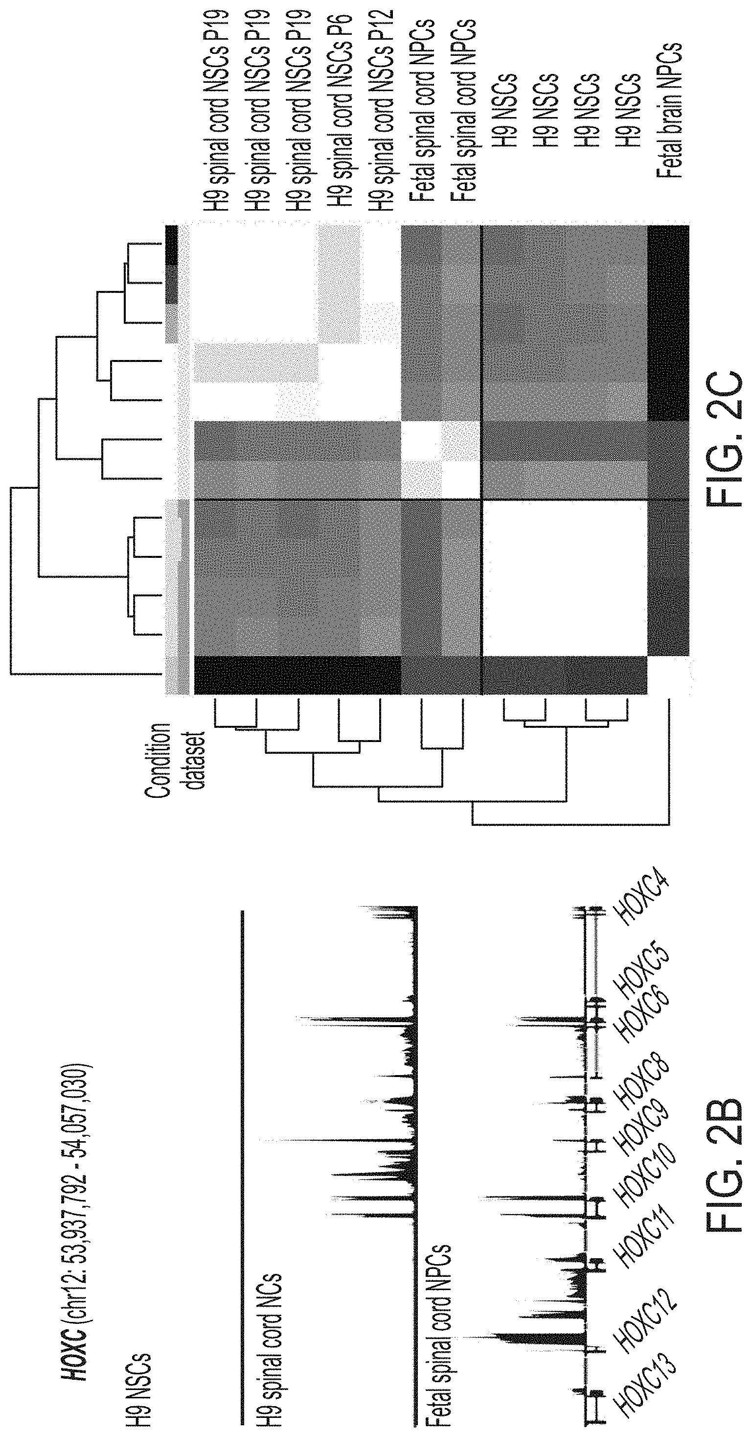 Patent US11773369 Figure 4 – Generation of human spinal cord neural stem cells