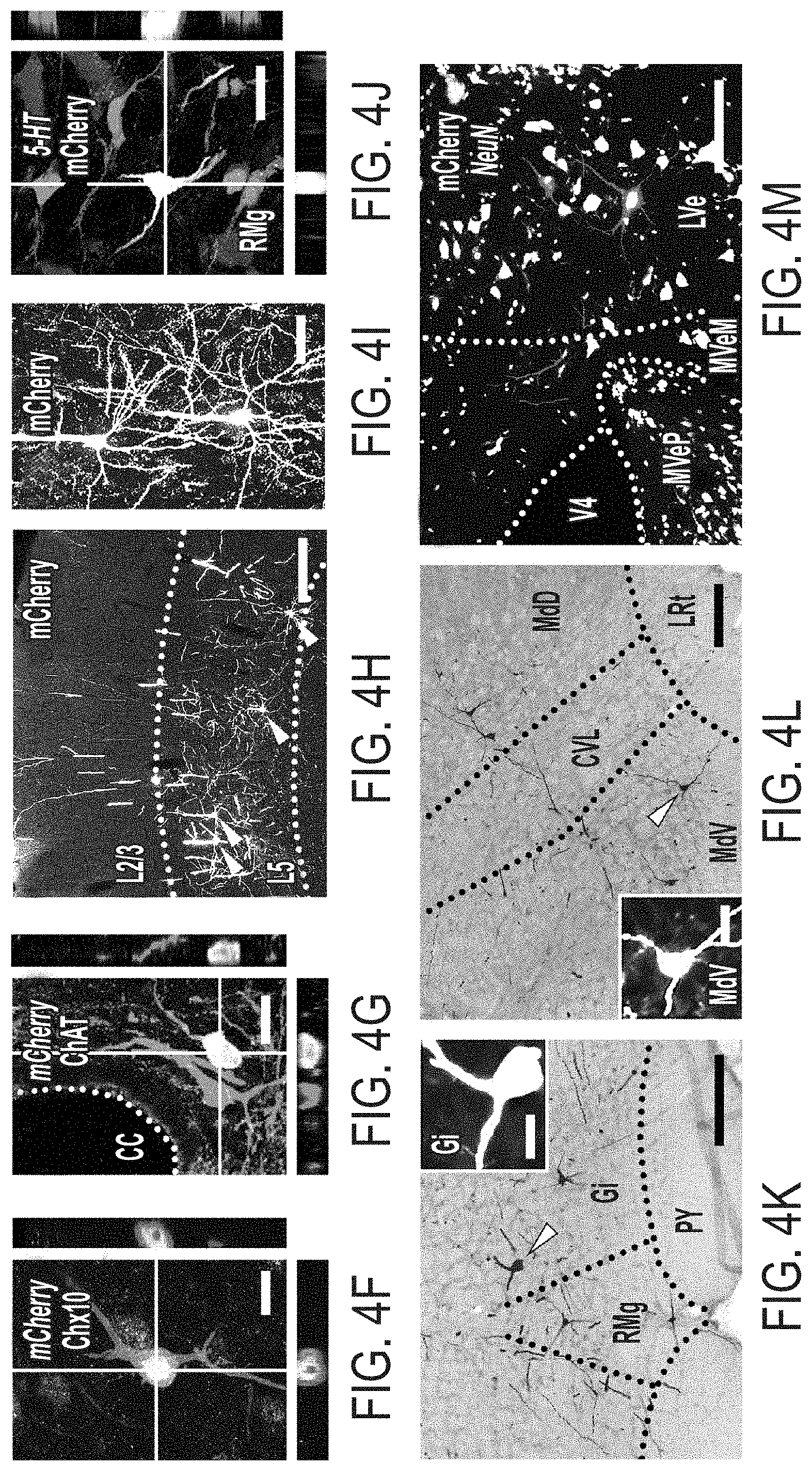 Patent US11773369 Figure 8 – Generation of human spinal cord neural stem cells