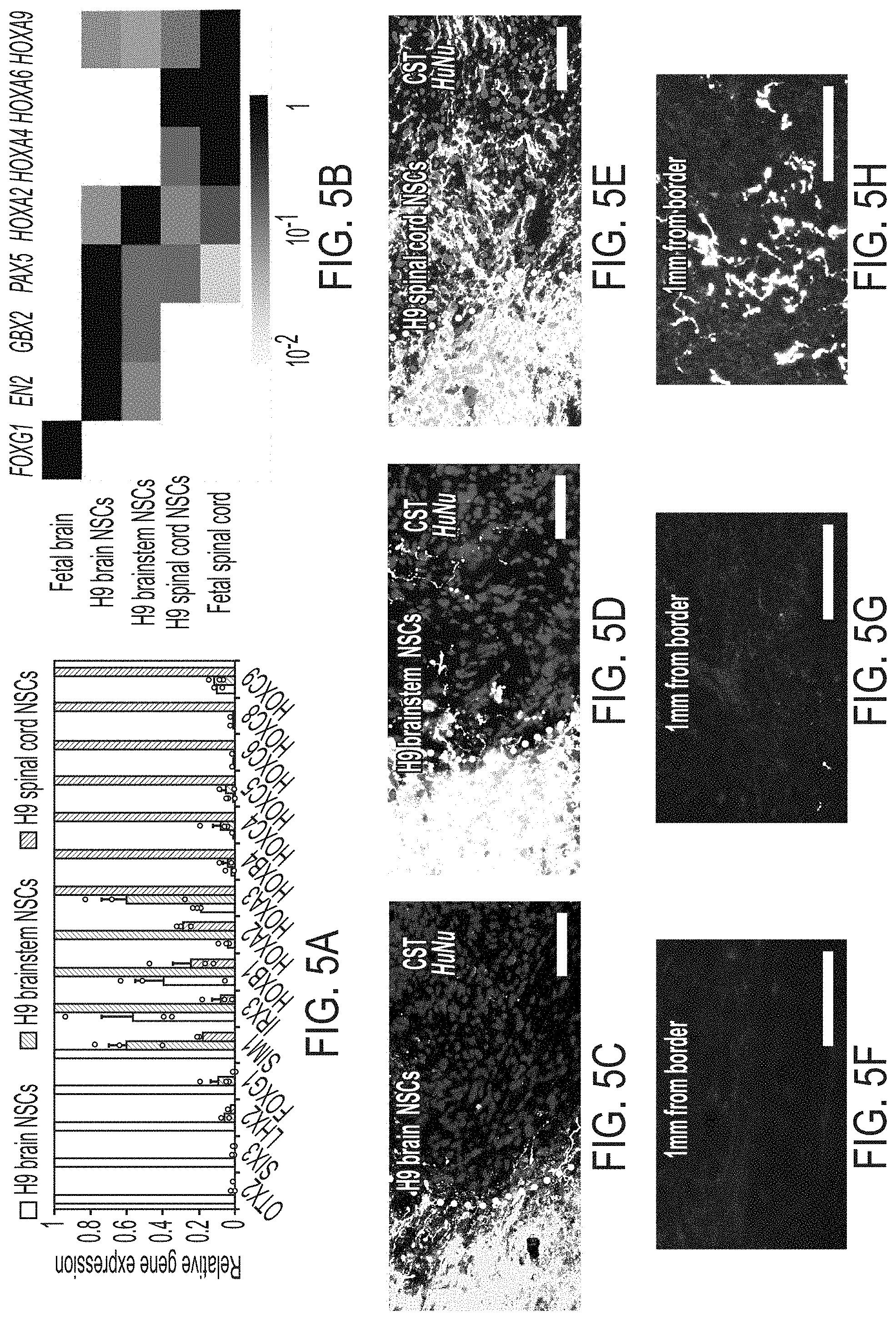 Patent US11773369 Figure 9 – Generation of human spinal cord neural stem cells