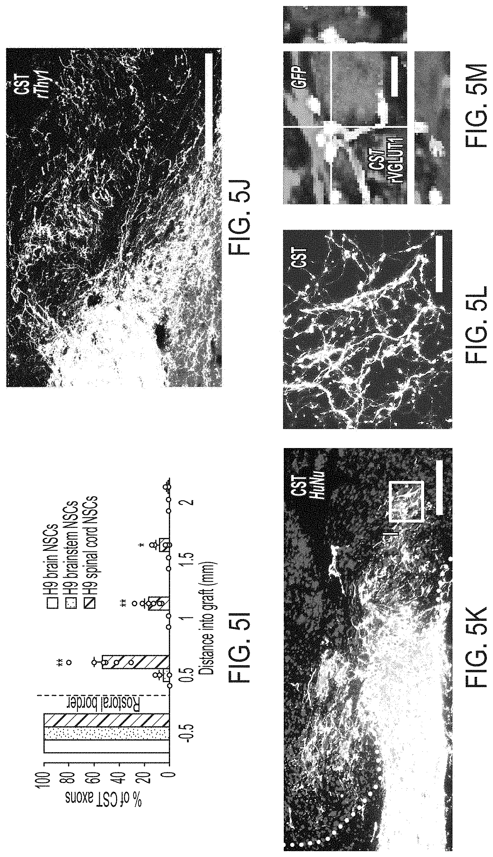 Patent US11773369 Figure 10 – Generation of human spinal cord neural stem cells