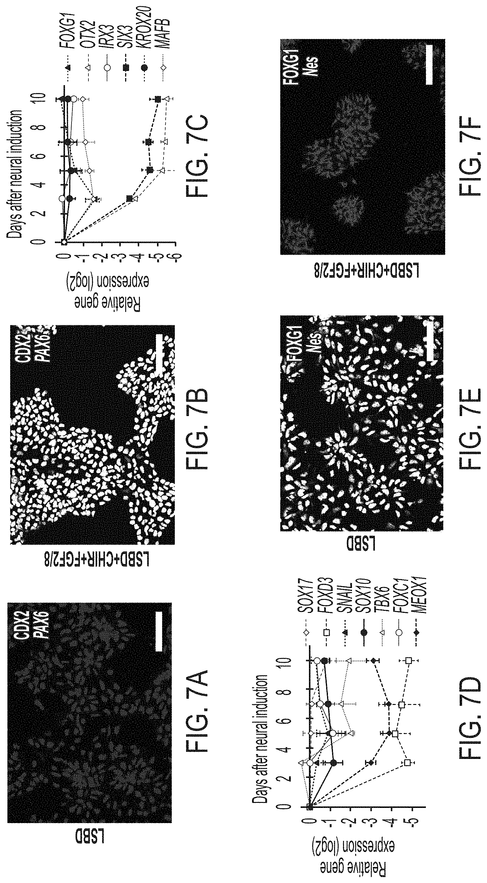 Patent US11773369 Figure 12 – Generation of human spinal cord neural stem cells
