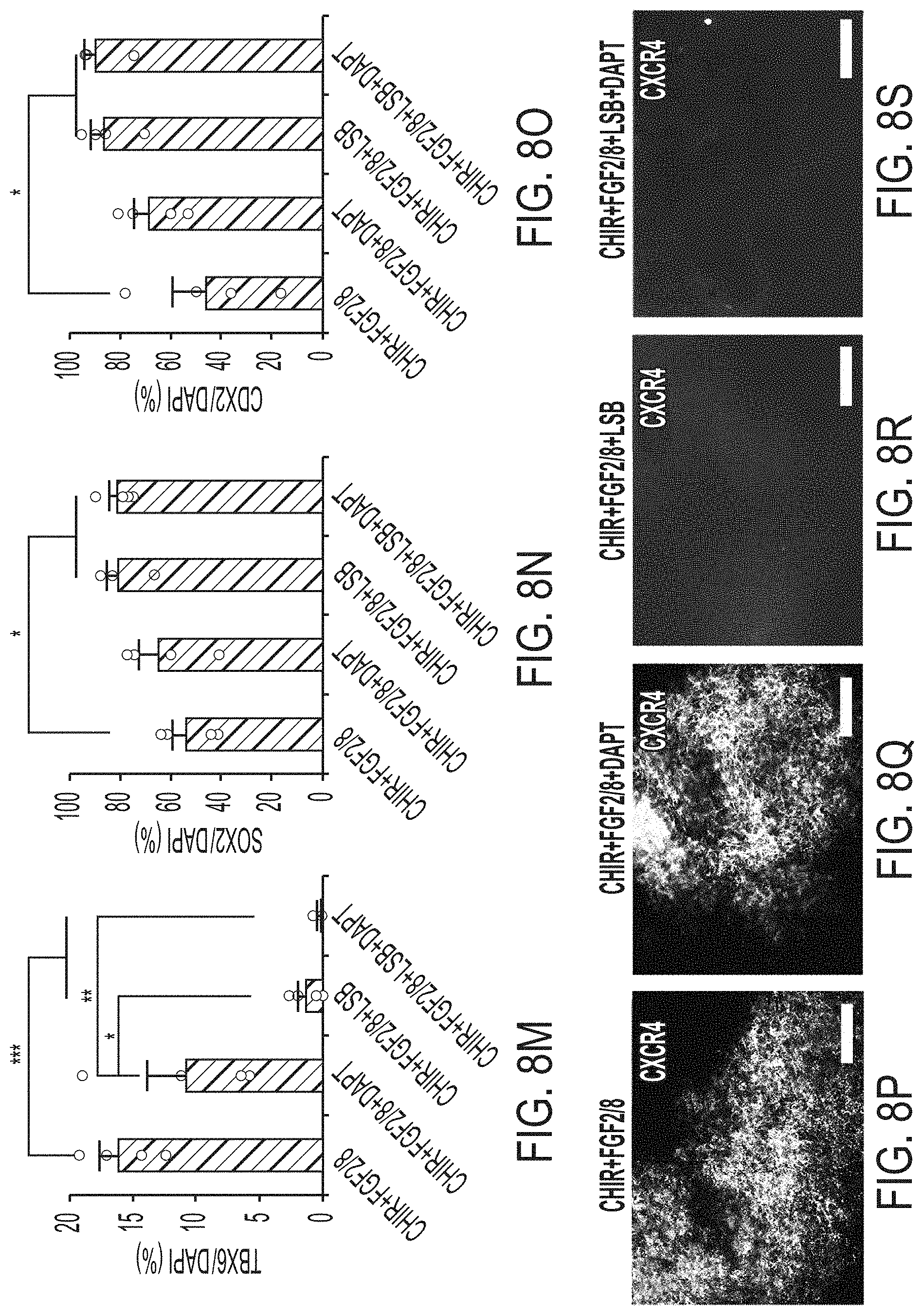 Patent US11773369 Figure 16 – Generation of human spinal cord neural stem cells