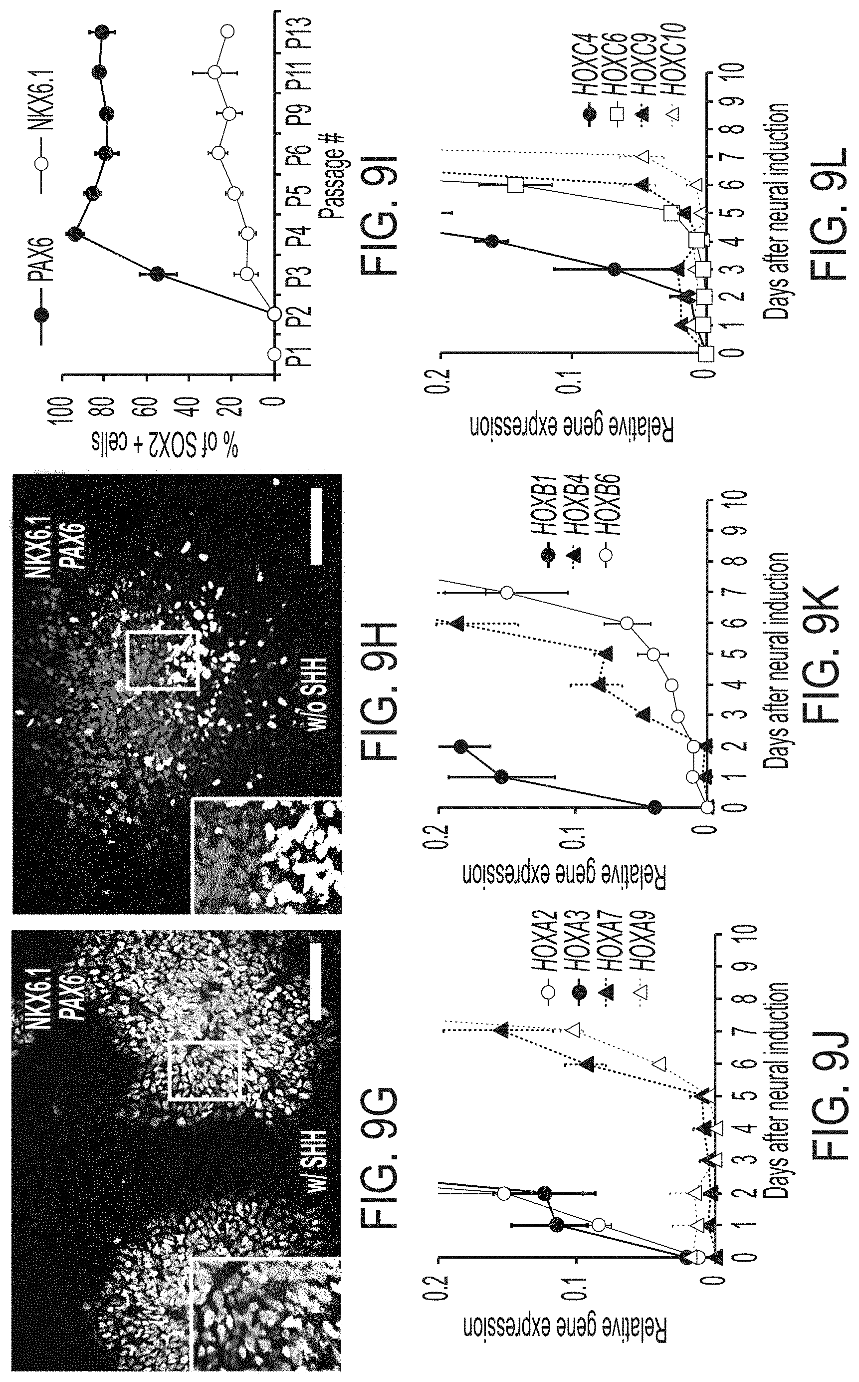 Patent US11773369 Figure 18 – Generation of human spinal cord neural stem cells