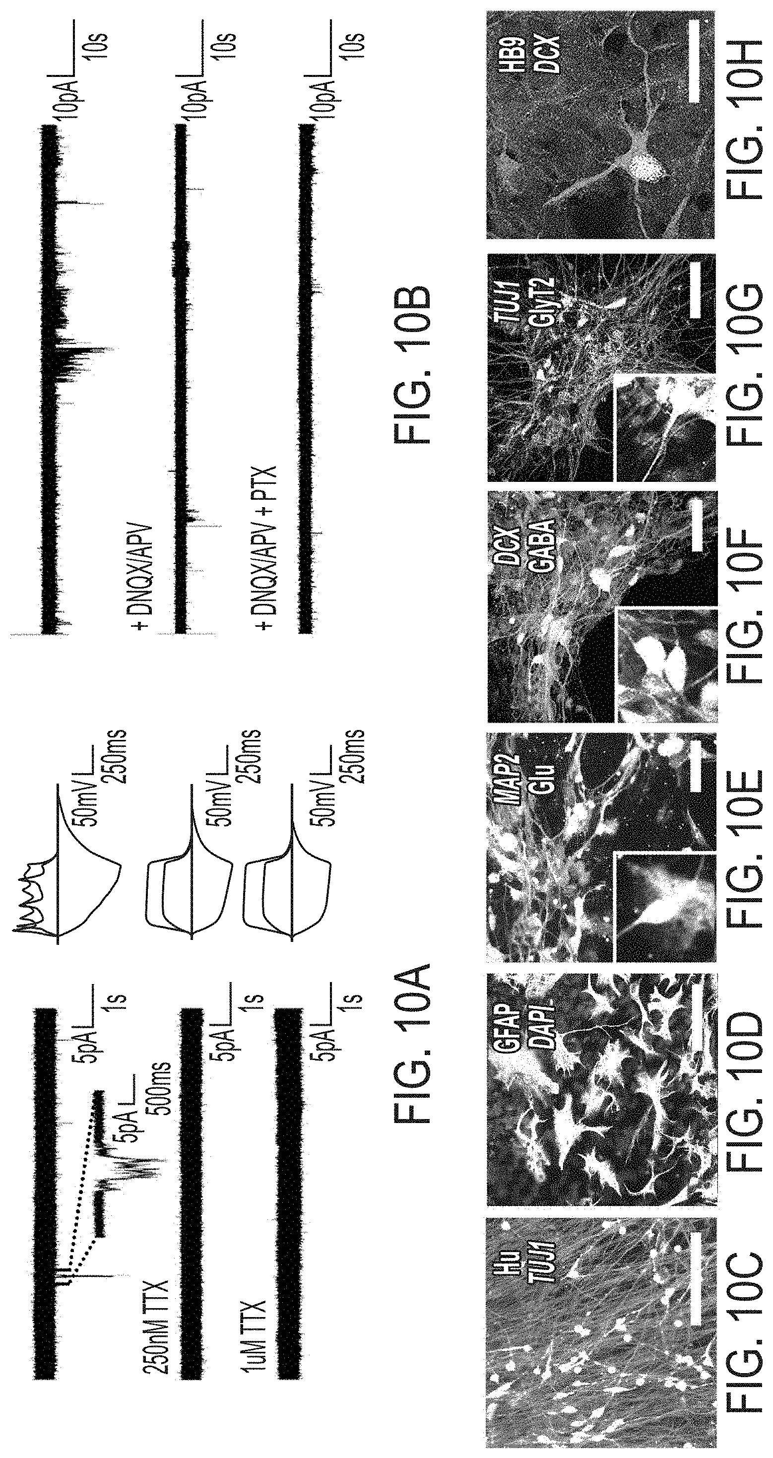 Patent US11773369 Figure 19 – Generation of human spinal cord neural stem cells