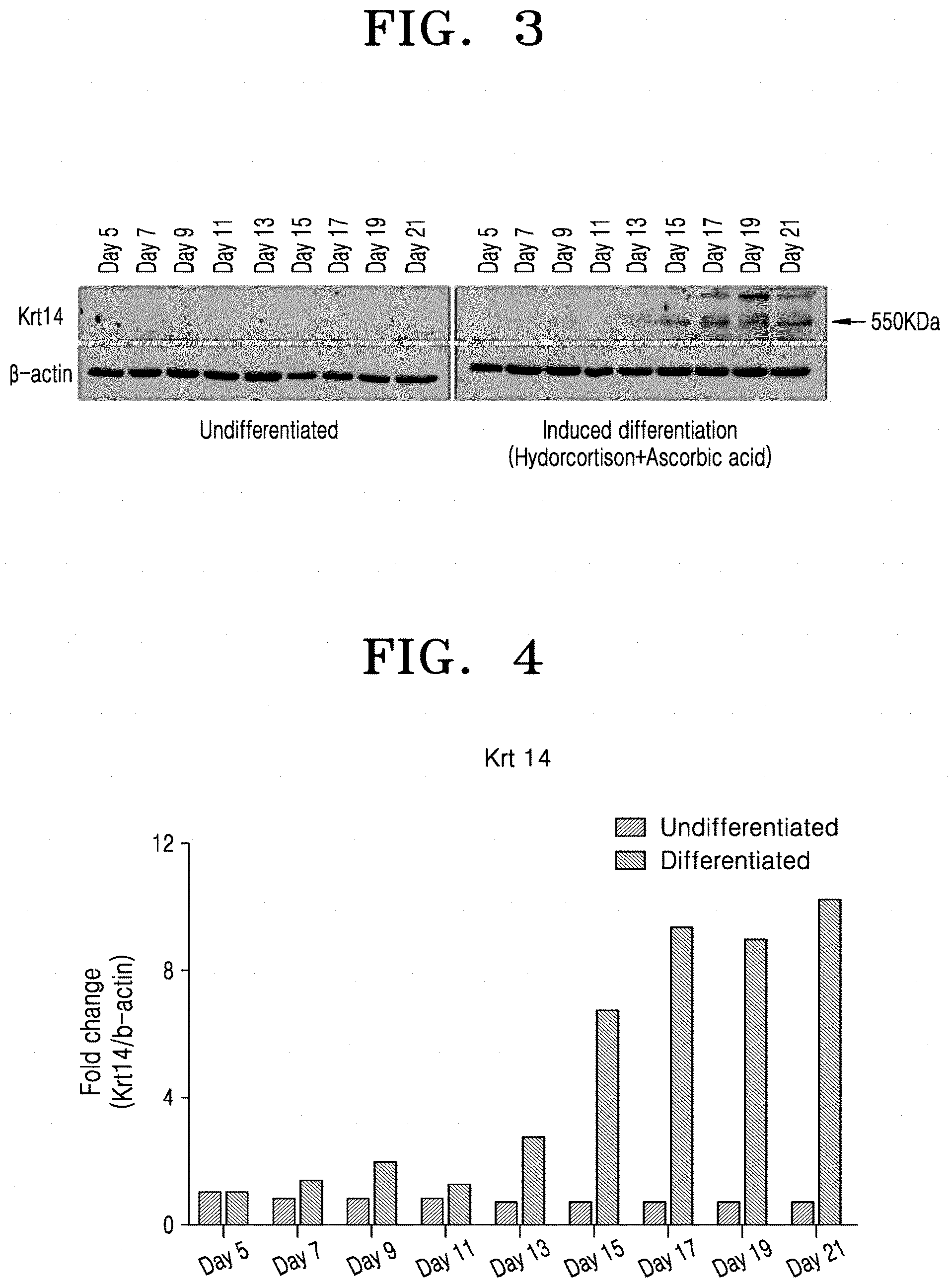 Patent US11773370 Figure 2 – Stem cell-derived skin precursor cell culture medium and preparation method therefor