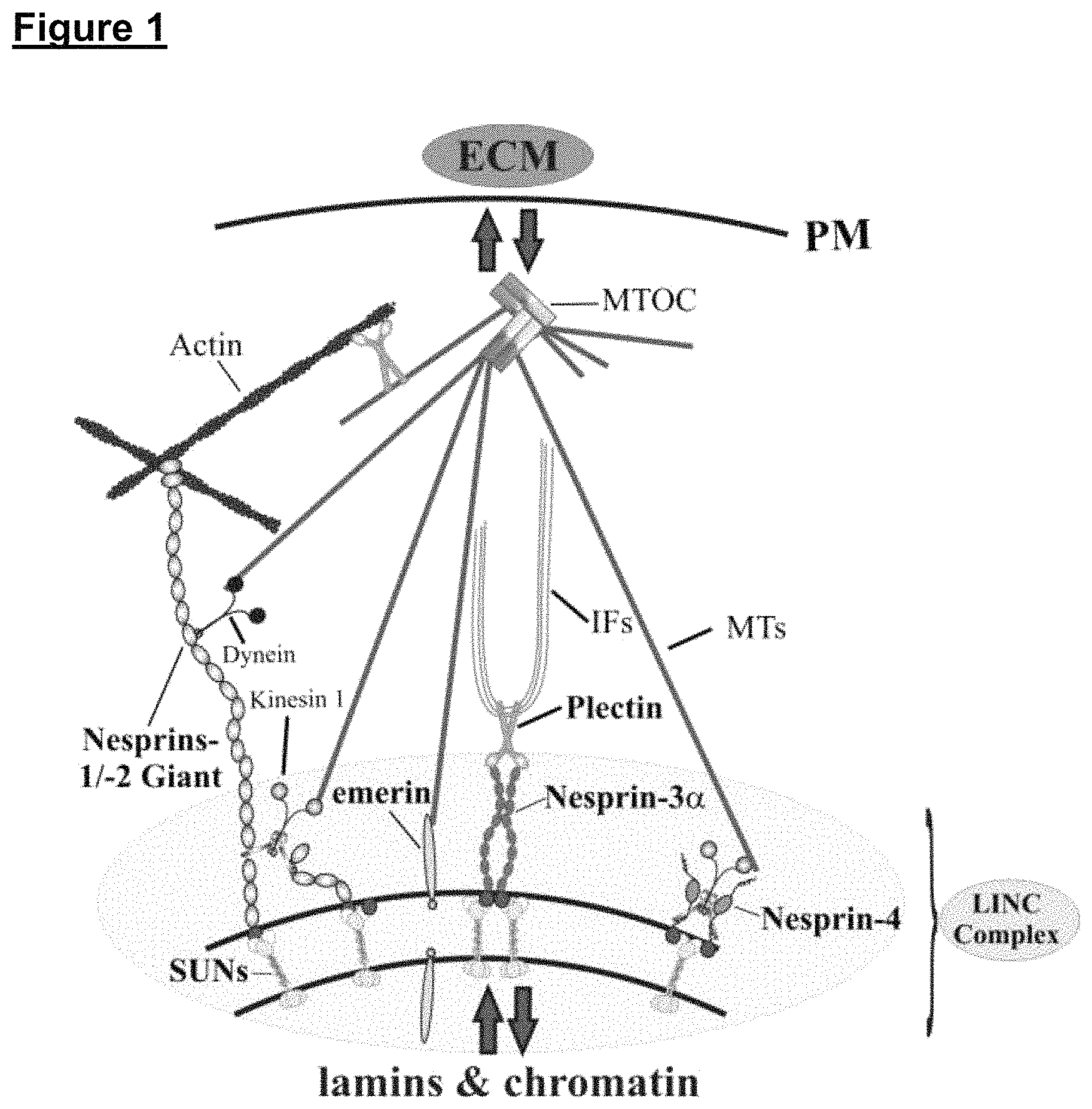 Patent US11773371 Figure 1 – Skin tissue