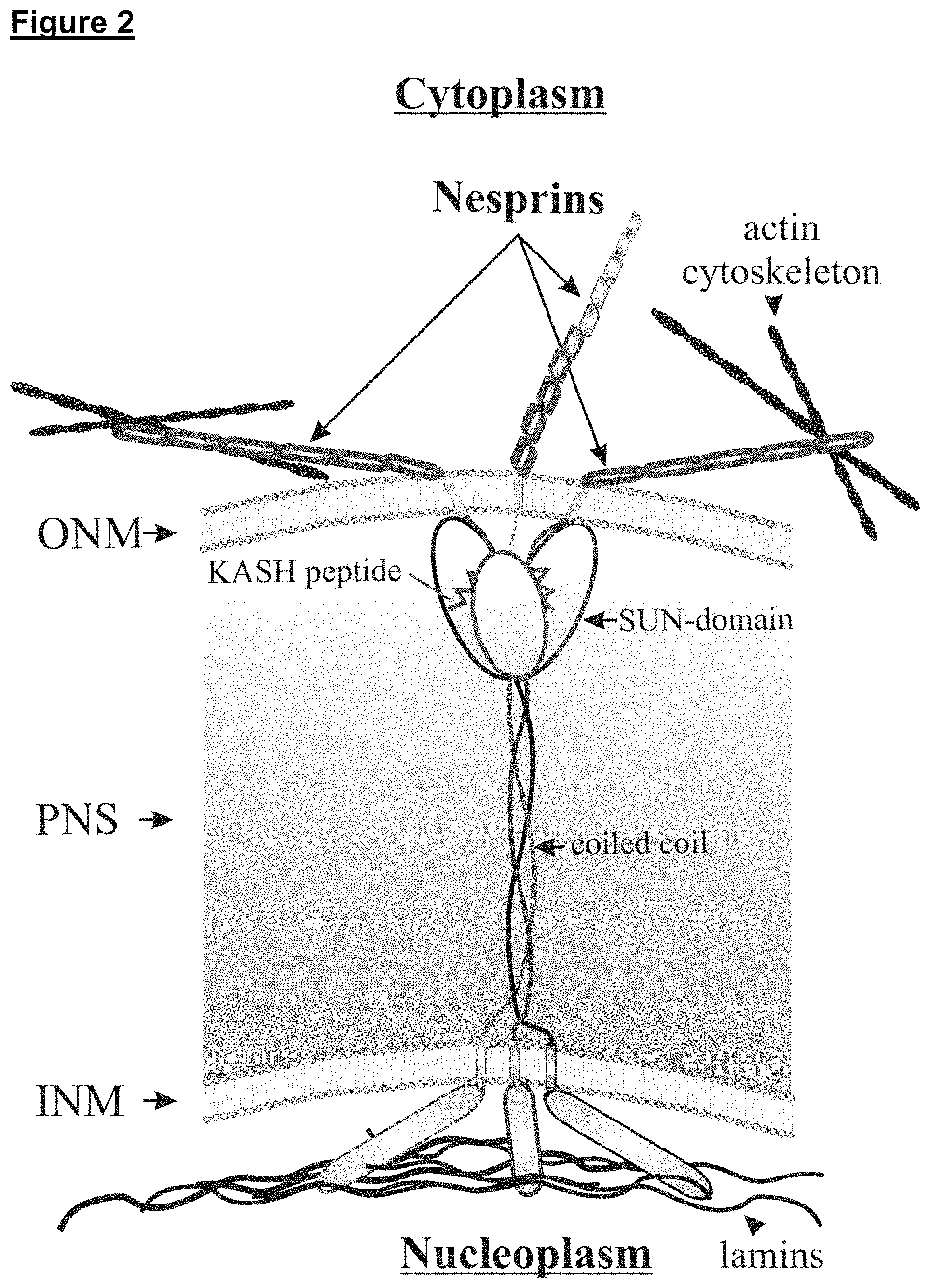 Patent US11773371 Figure 2 – Skin tissue