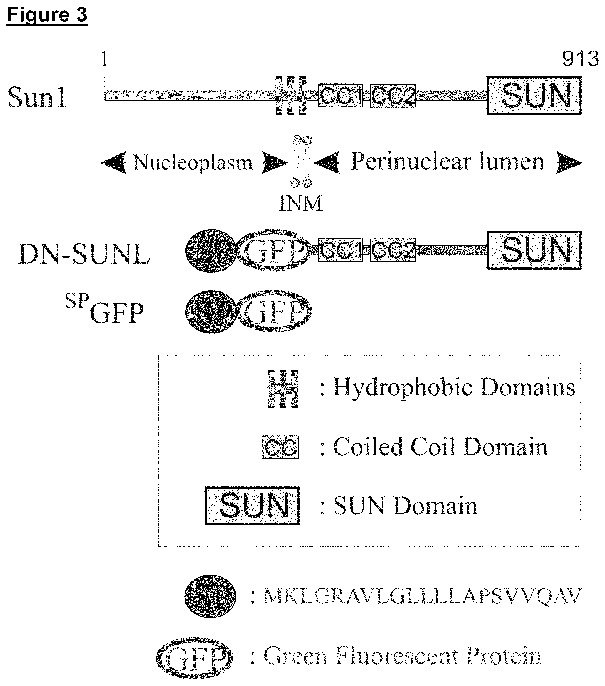 Patent US11773371 Figure 3 – Skin tissue