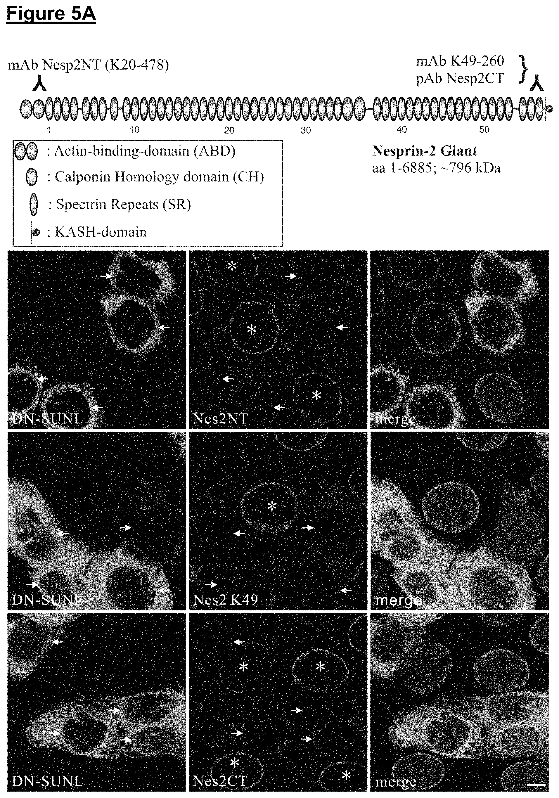 Patent US11773371 Figure 5 – Skin tissue