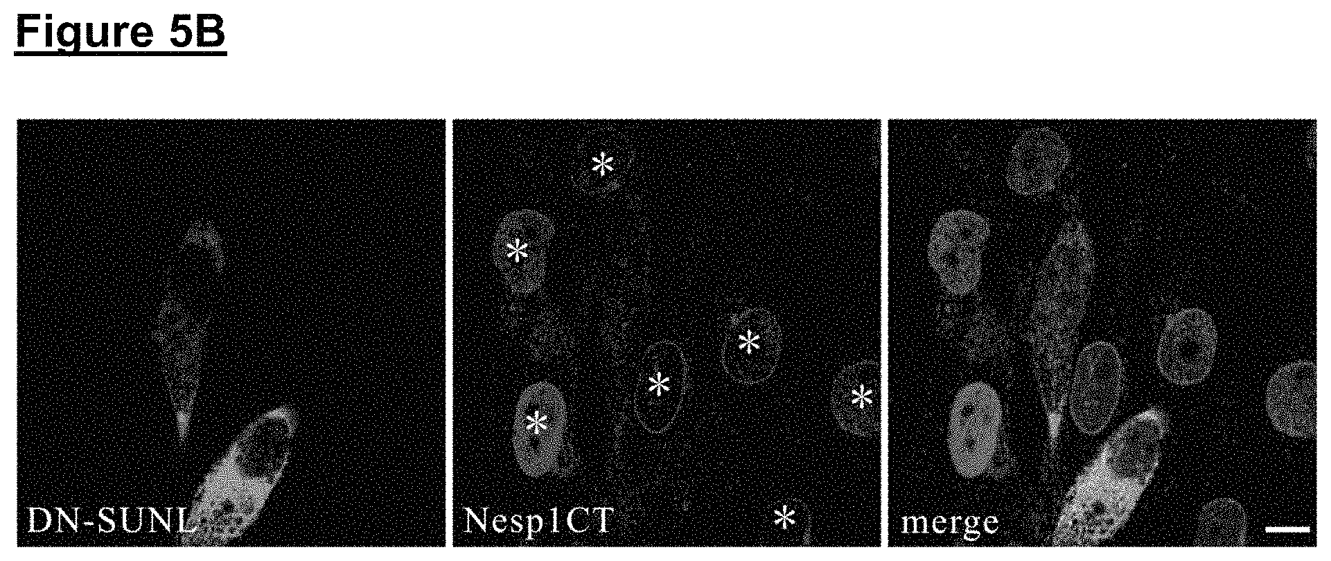 Patent US11773371 Figure 6 – Skin tissue