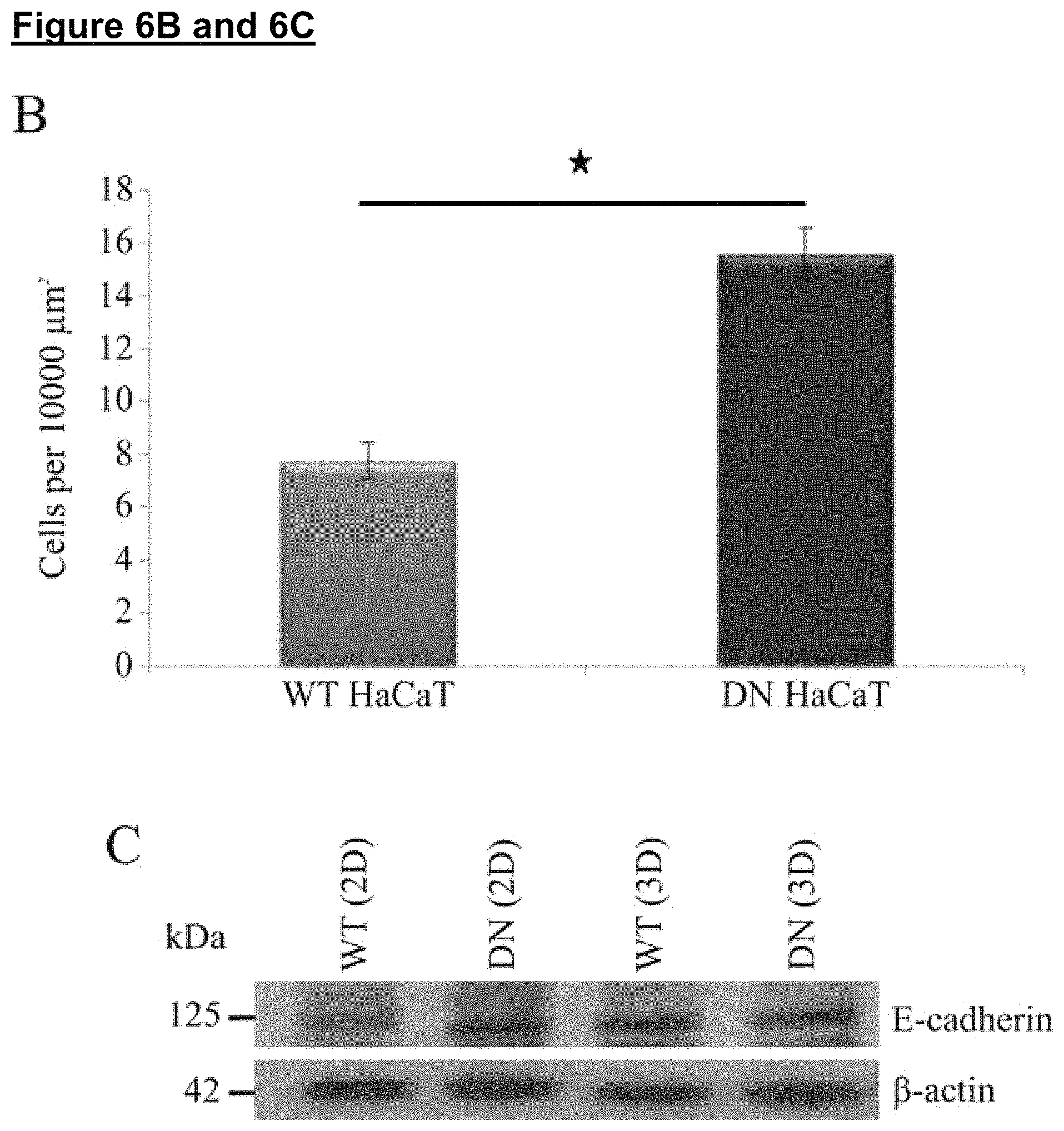 Patent US11773371 Figure 9 – Skin tissue