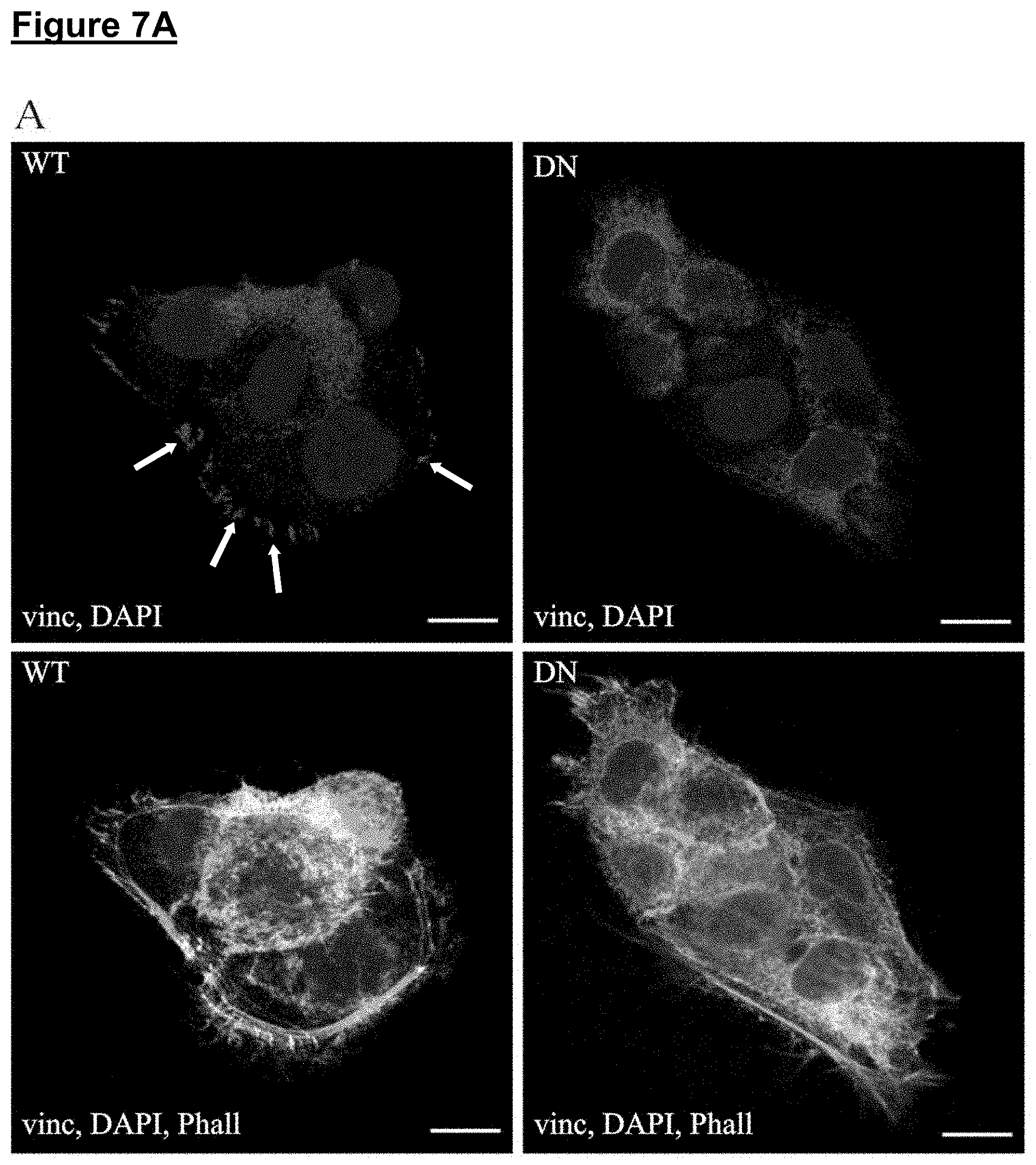 Patent US11773371 Figure 10 – Skin tissue