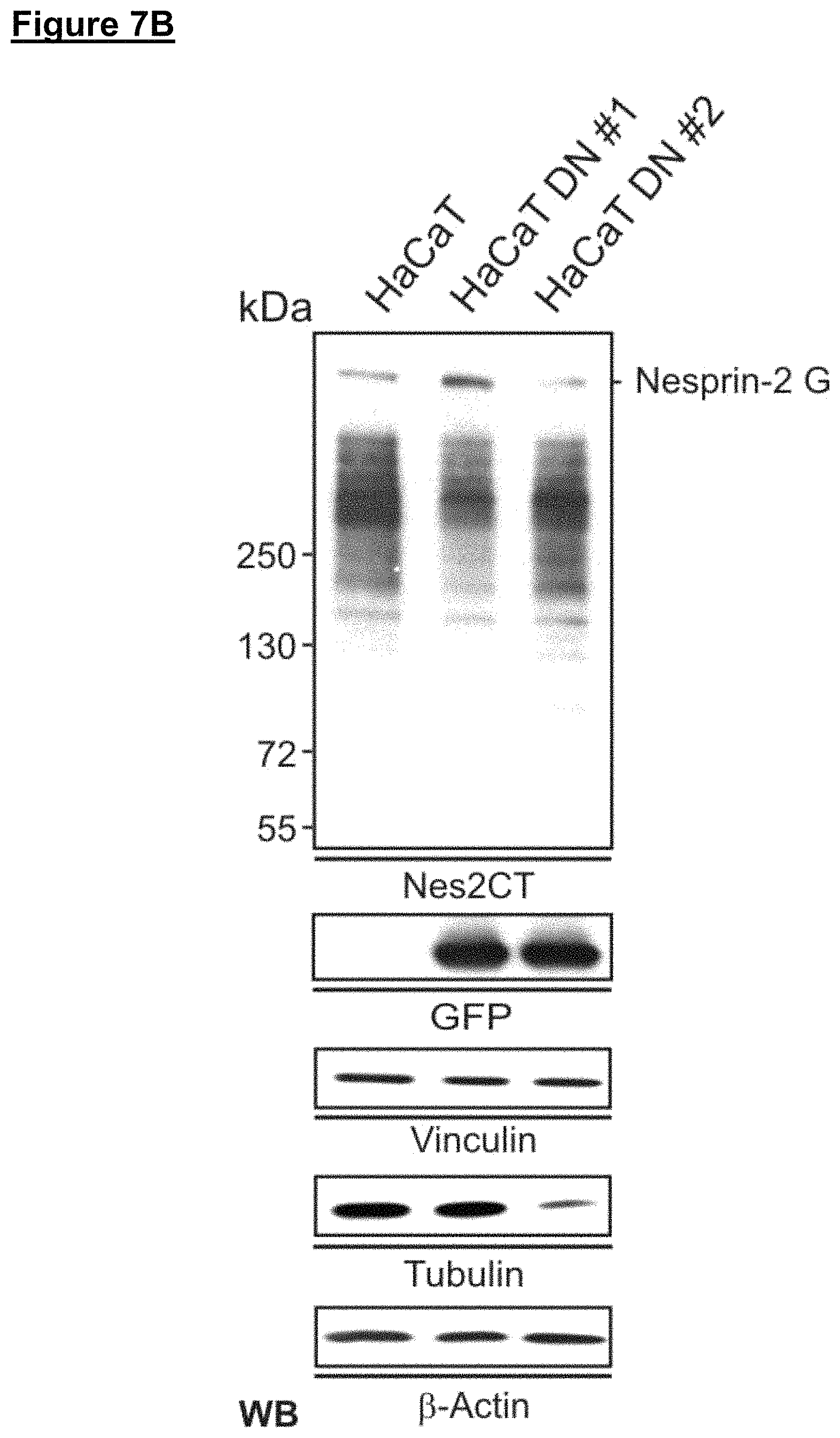Patent US11773371 Figure 11 – Skin tissue