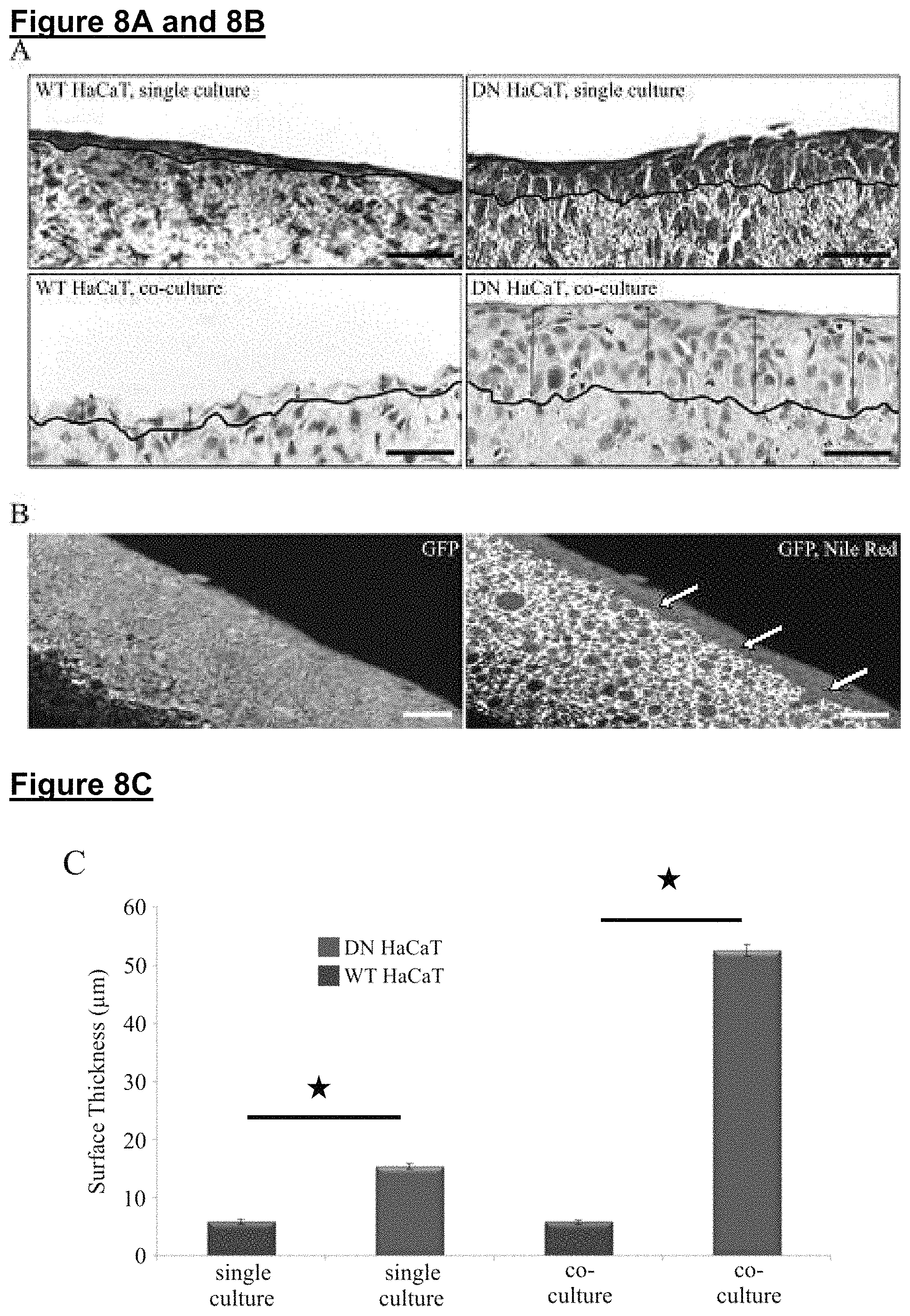 Patent US11773371 Figure 12 – Skin tissue