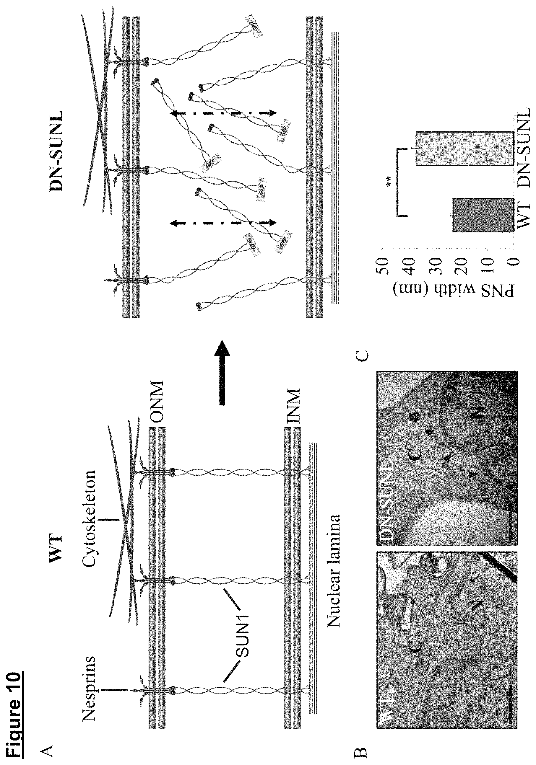Patent US11773371 Figure 14 – Skin tissue