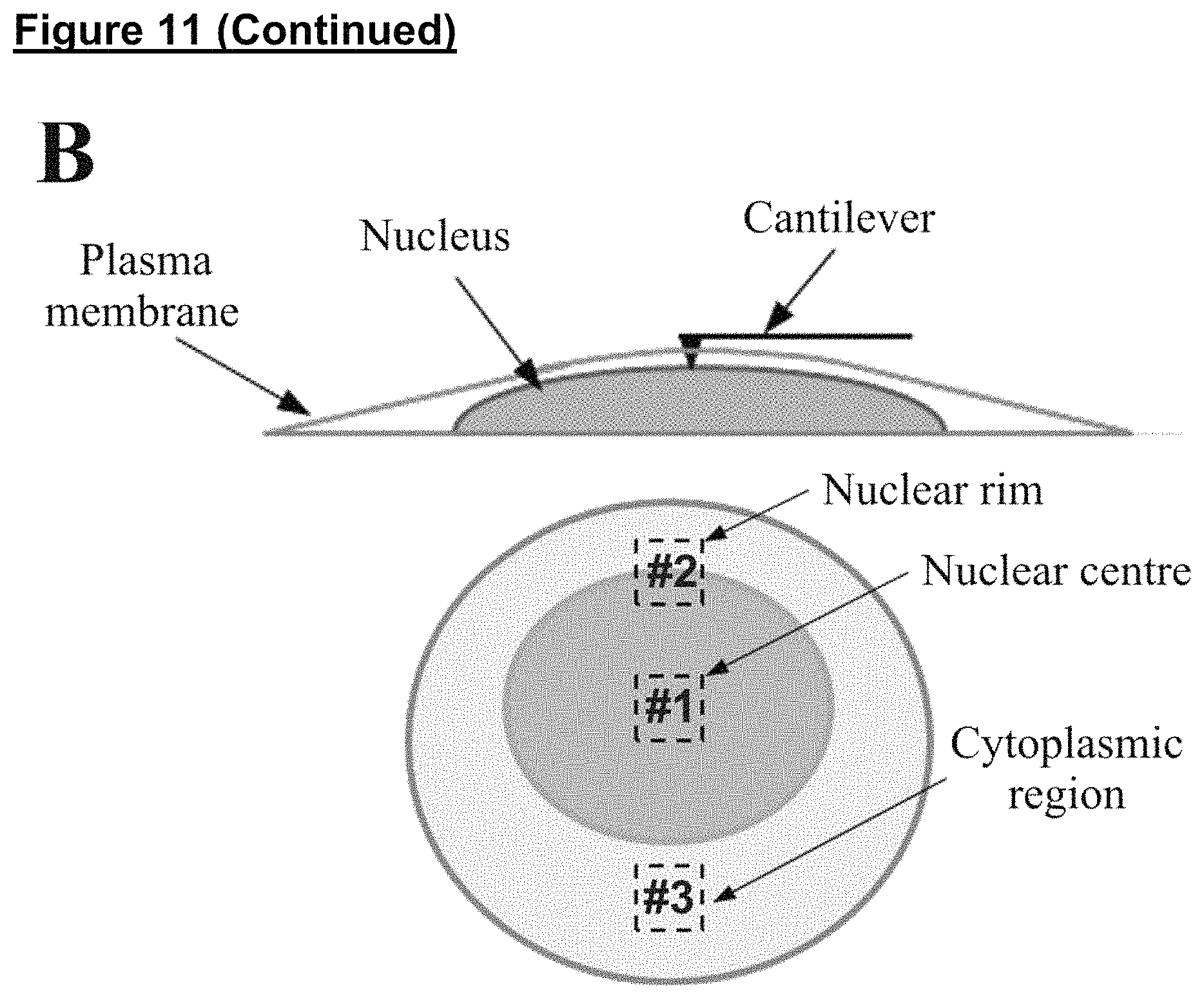 Patent US11773371 Figure 16 – Skin tissue