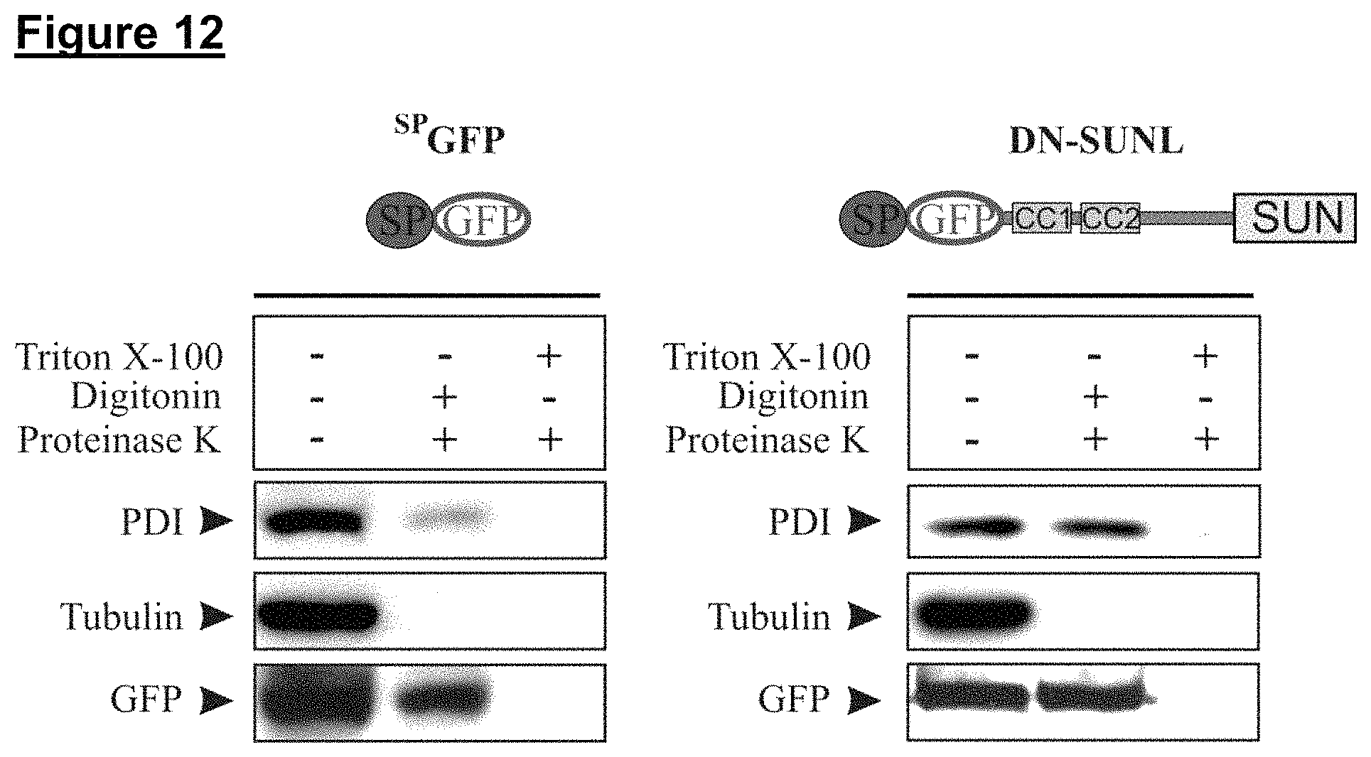 Patent US11773371 Figure 18 – Skin tissue