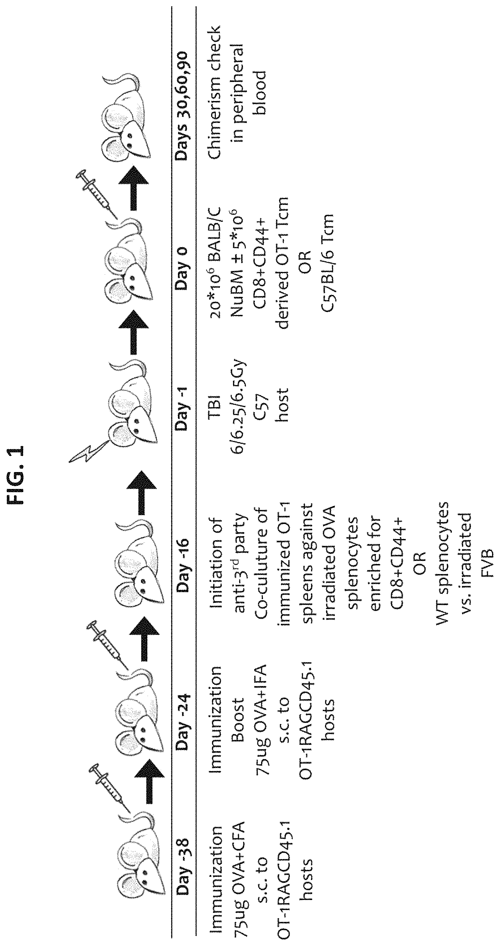 Patent US11773372 Figure 1 – Veto cells generated from memory T cells