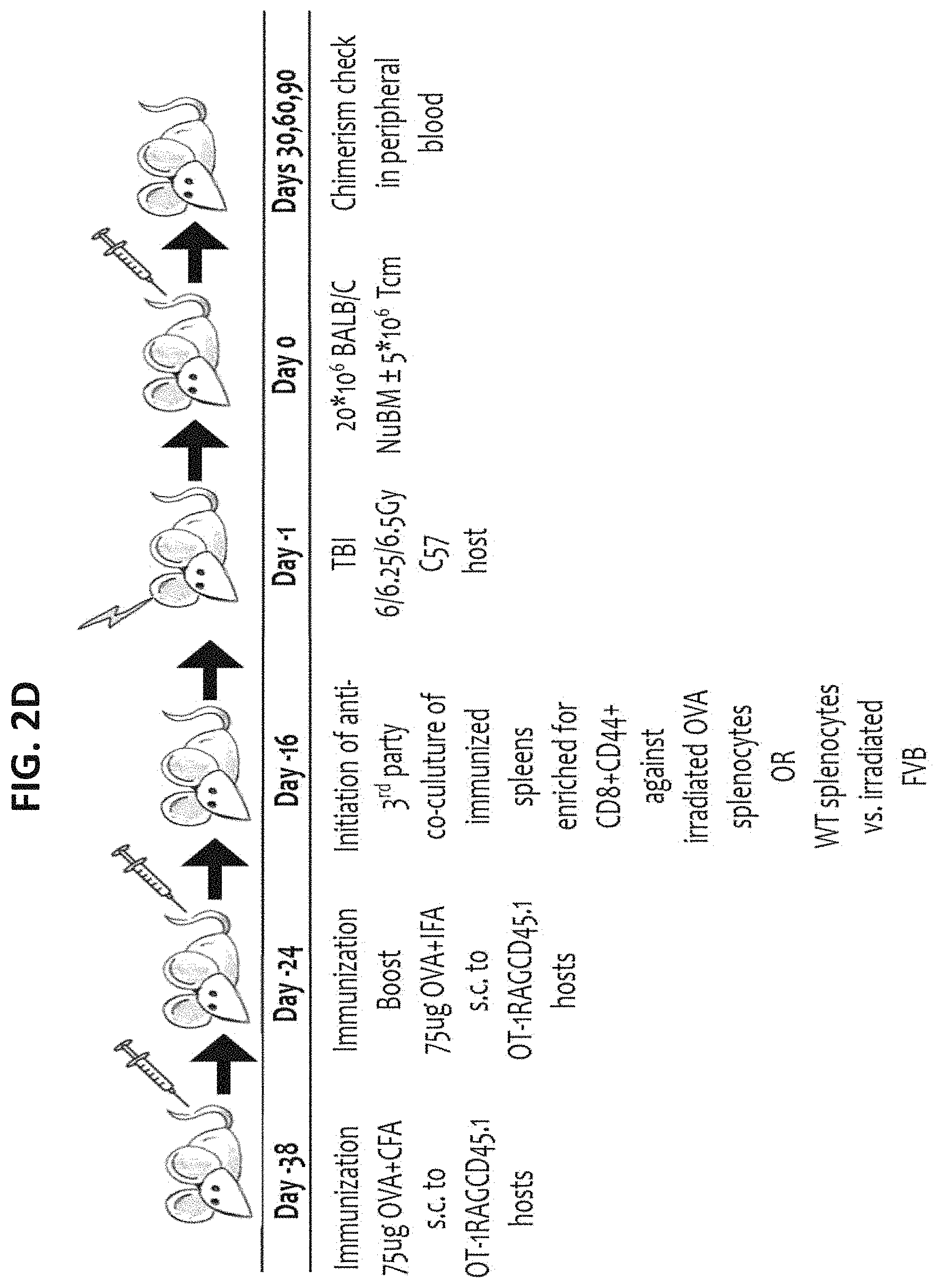 Patent US11773372 Figure 5 – Veto cells generated from memory T cells