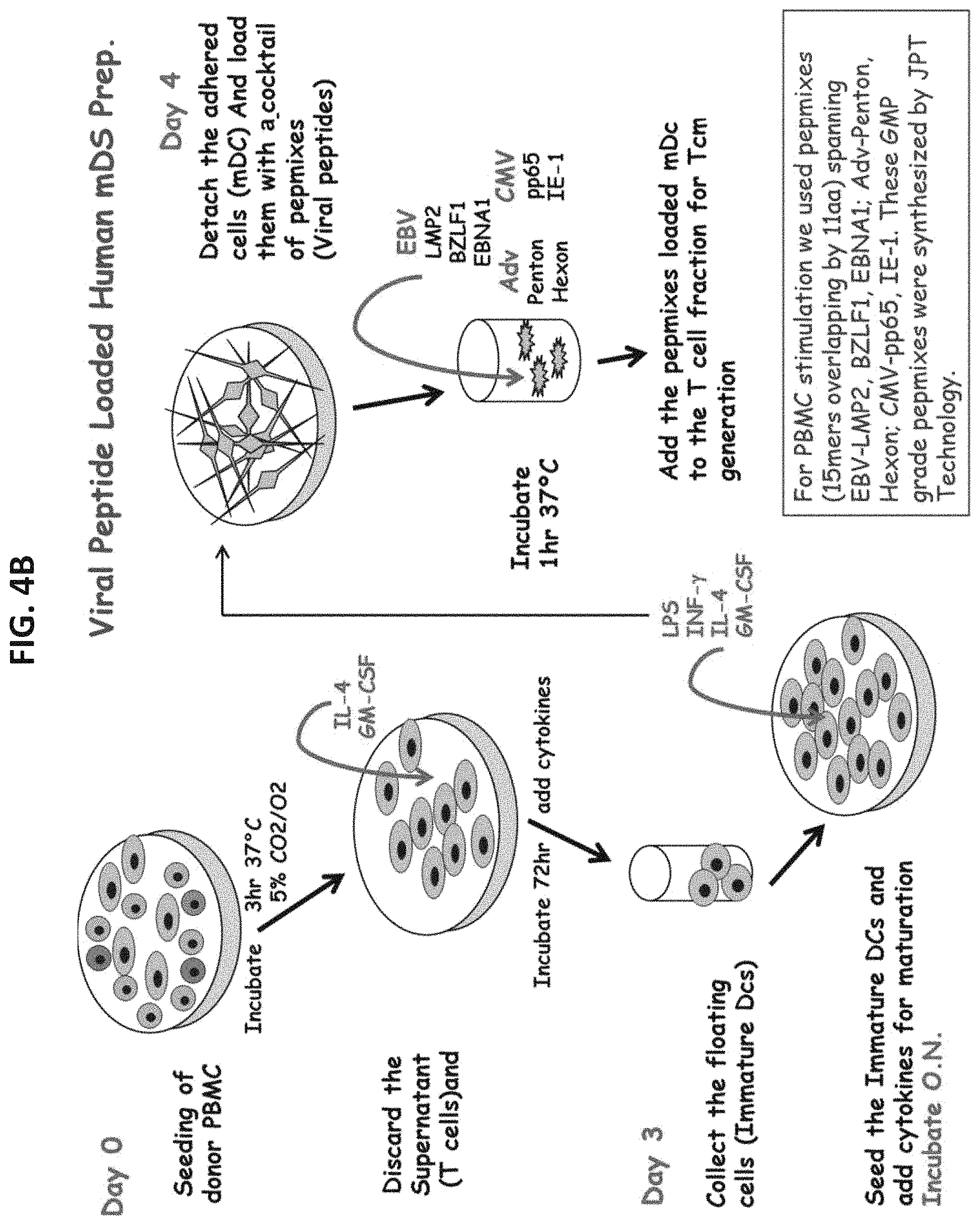 Patent US11773372 Figure 10 – Veto cells generated from memory T cells