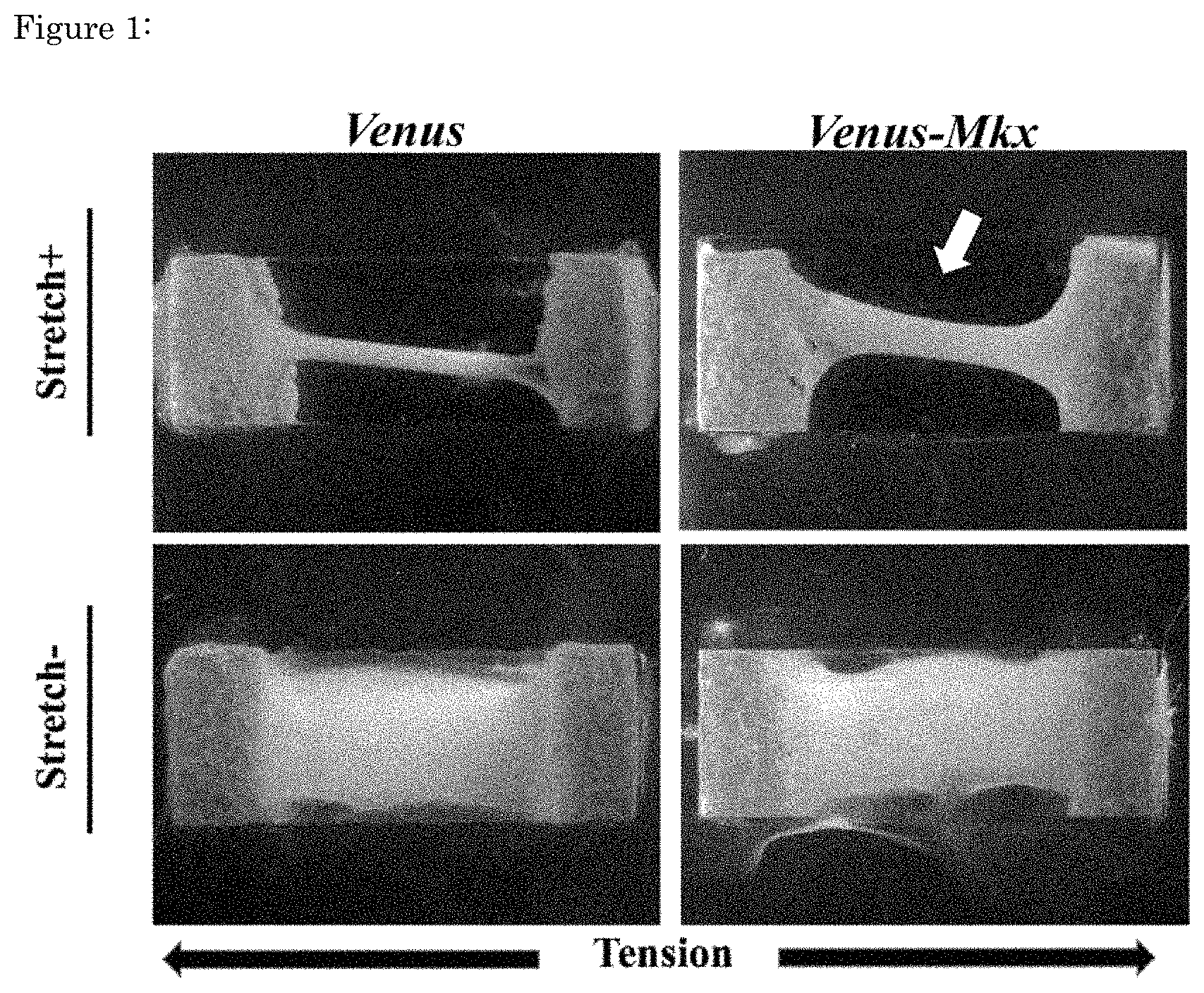 Patent US11773376 Figure 1 – Artificial tendon or ligament tissue produced using three-dimensional mechanosignaling cell culture system