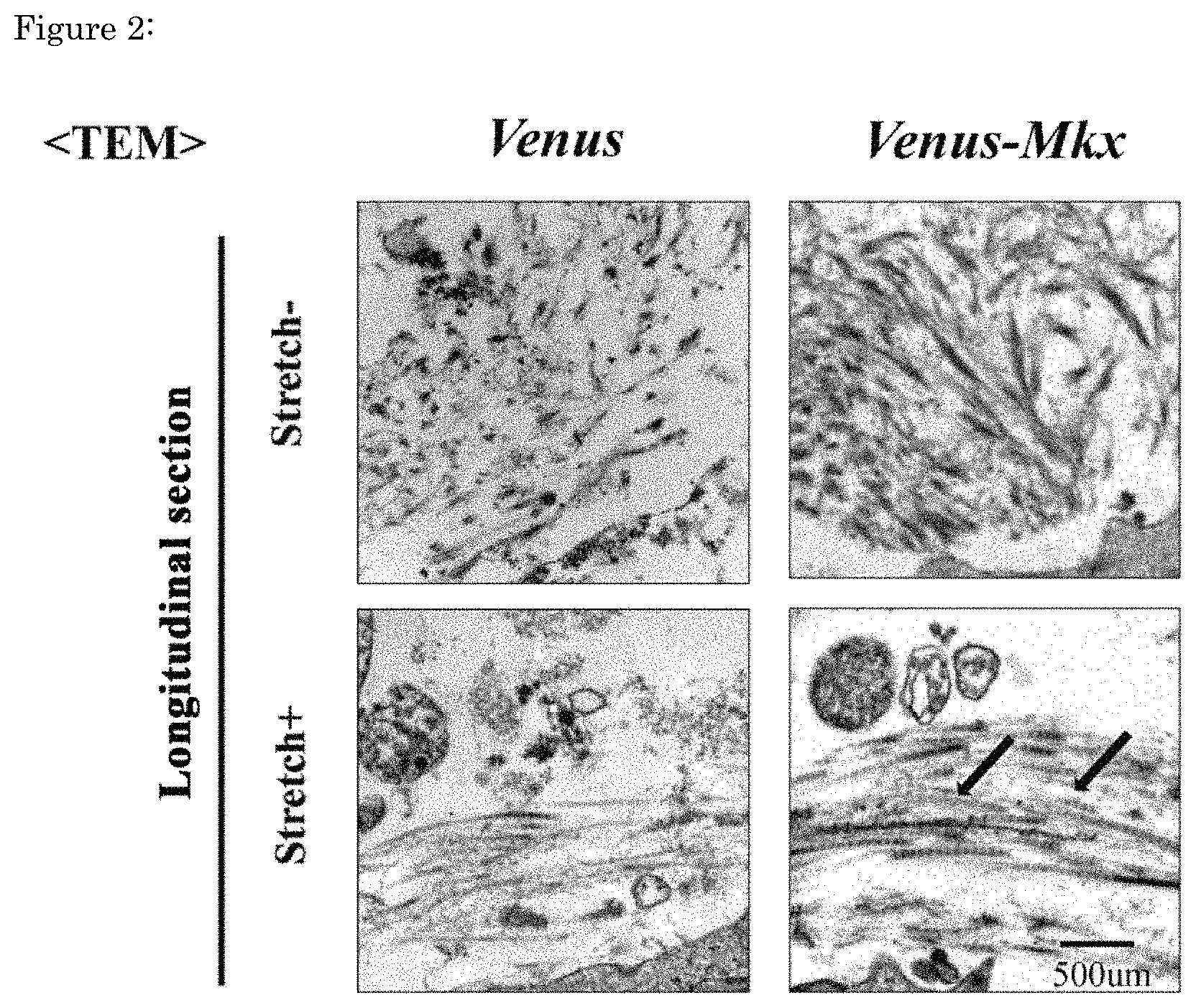 Patent US11773376 Figure 2 – Artificial tendon or ligament tissue produced using three-dimensional mechanosignaling cell culture system