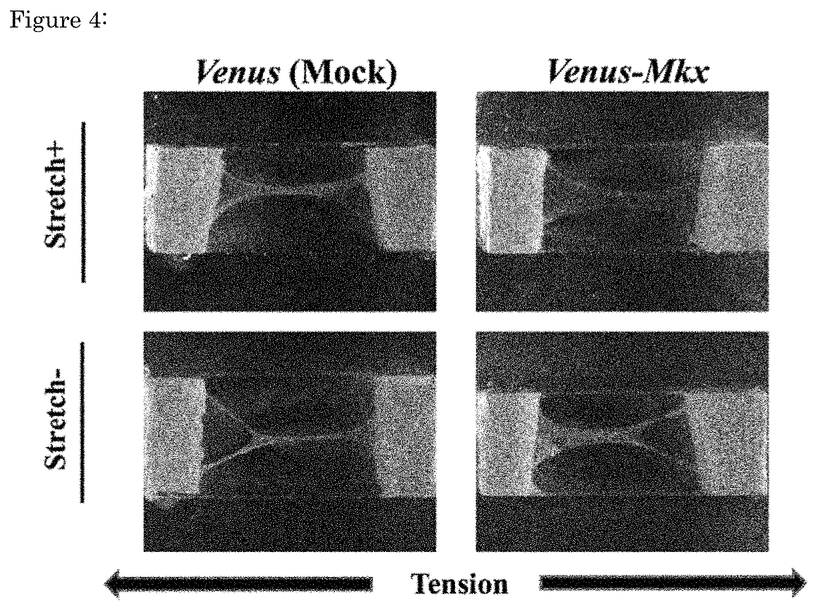 Patent US11773376 Figure 4 – Artificial tendon or ligament tissue produced using three-dimensional mechanosignaling cell culture system