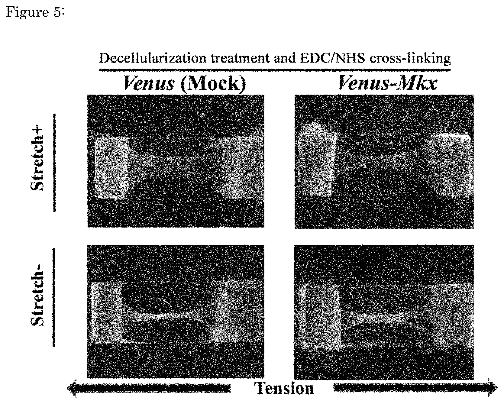 Patent US11773376 Figure 5 – Artificial tendon or ligament tissue produced using three-dimensional mechanosignaling cell culture system