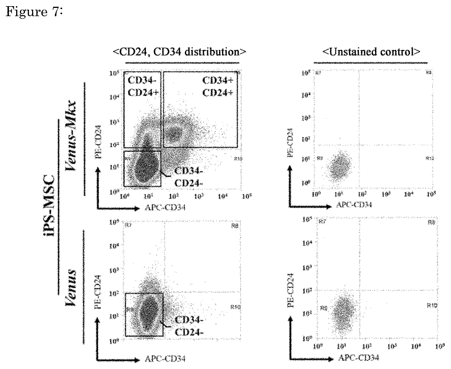 Patent US11773376 Figure 7 – Artificial tendon or ligament tissue produced using three-dimensional mechanosignaling cell culture system