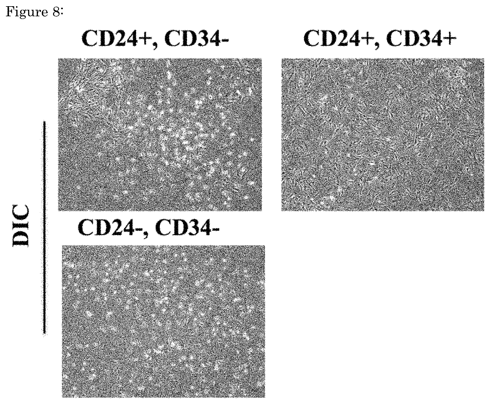 Patent US11773376 Figure 8 – Artificial tendon or ligament tissue produced using three-dimensional mechanosignaling cell culture system