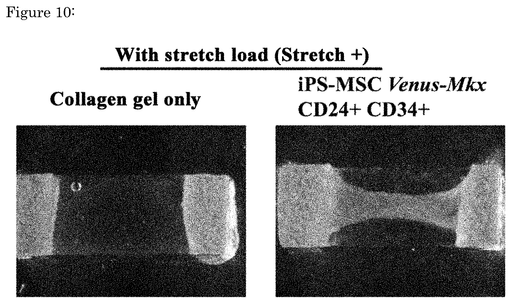 Patent US11773376 Figure 10 – Artificial tendon or ligament tissue produced using three-dimensional mechanosignaling cell culture system