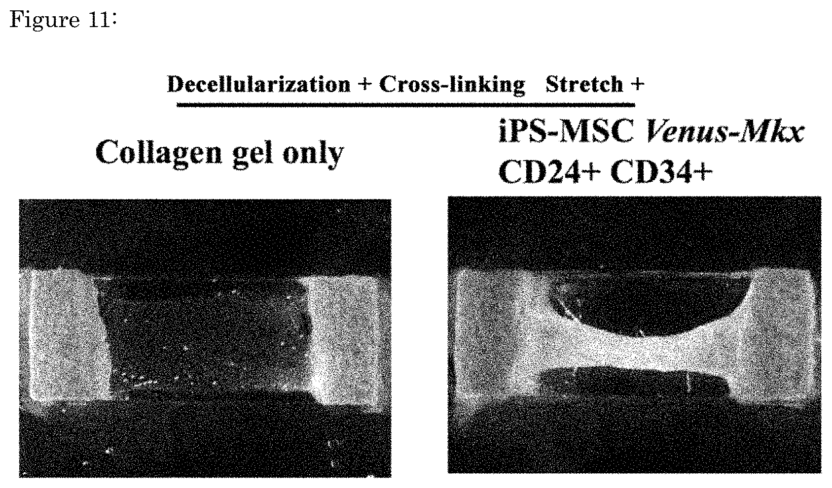Patent US11773376 Figure 11 – Artificial tendon or ligament tissue produced using three-dimensional mechanosignaling cell culture system