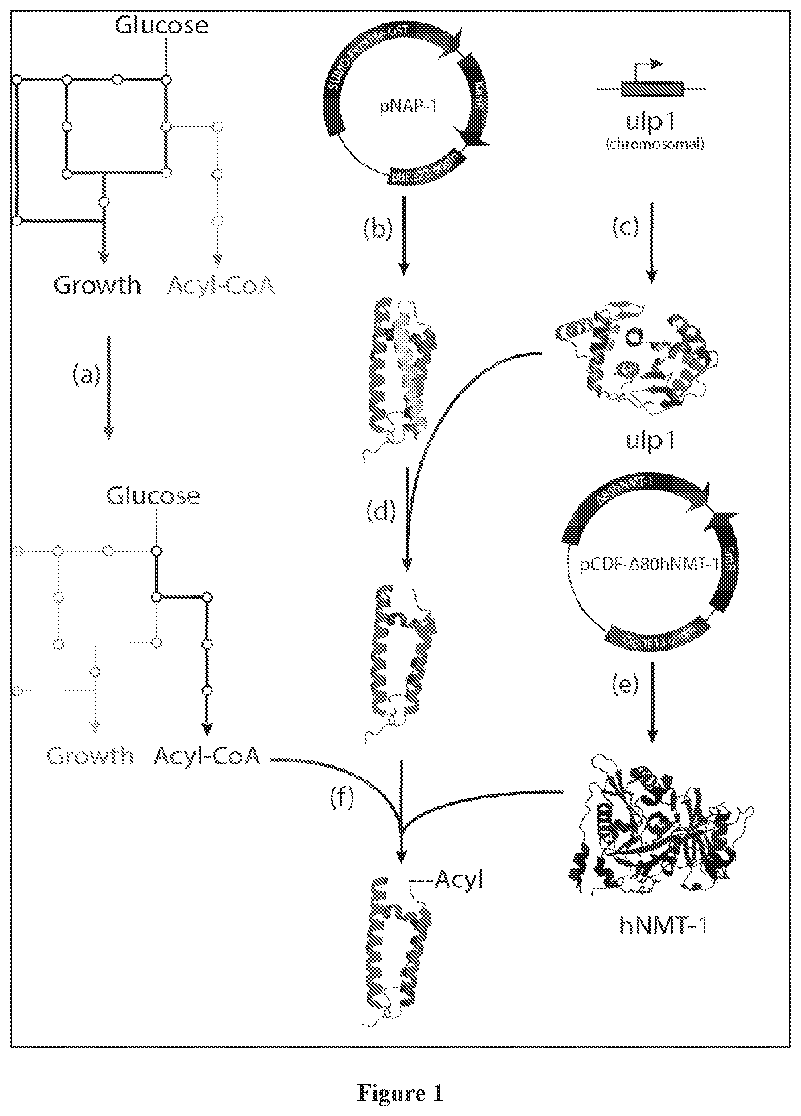 Patent US11773378 Figure 1 – In vivo protein N-acylation