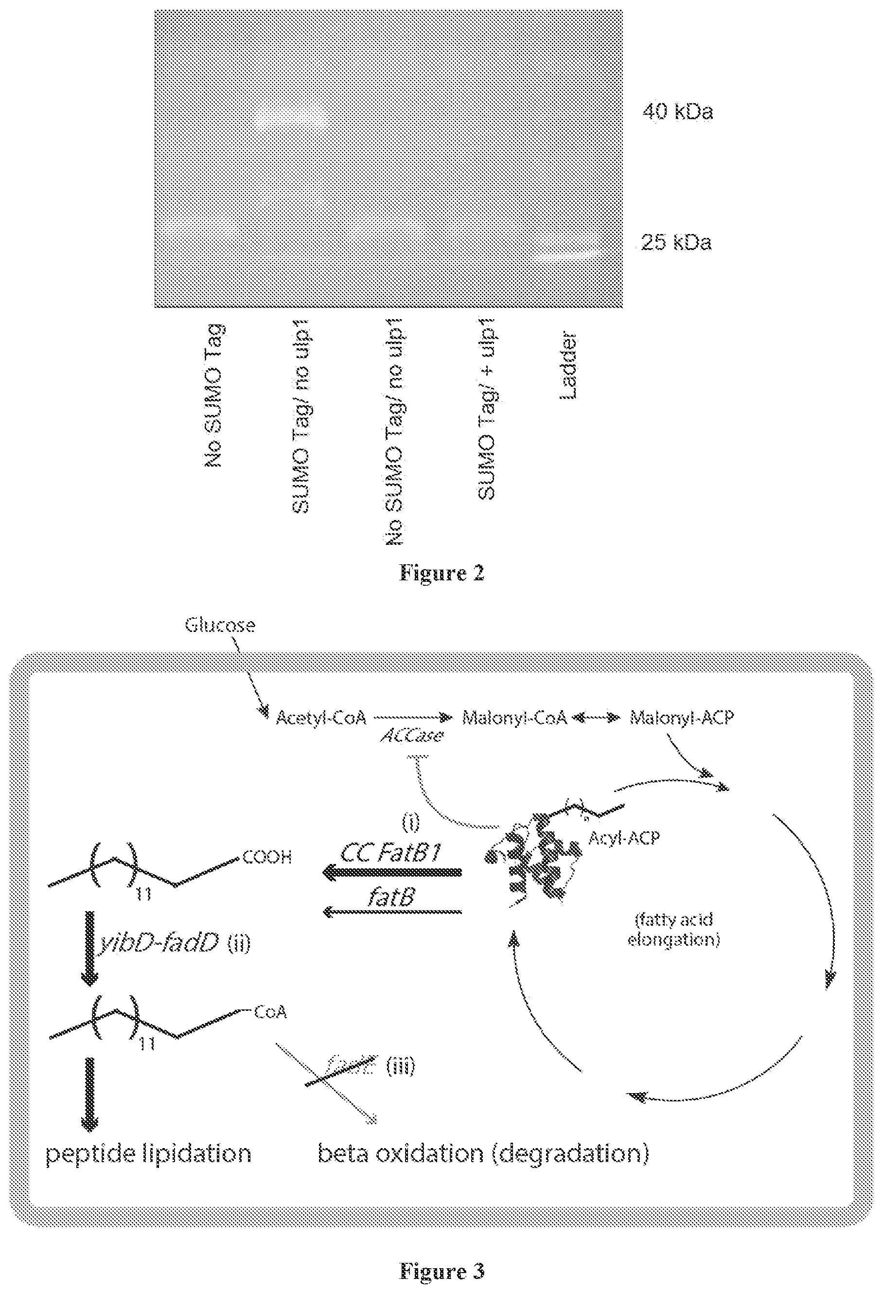 Patent US11773378 Figure 2 – In vivo protein N-acylation