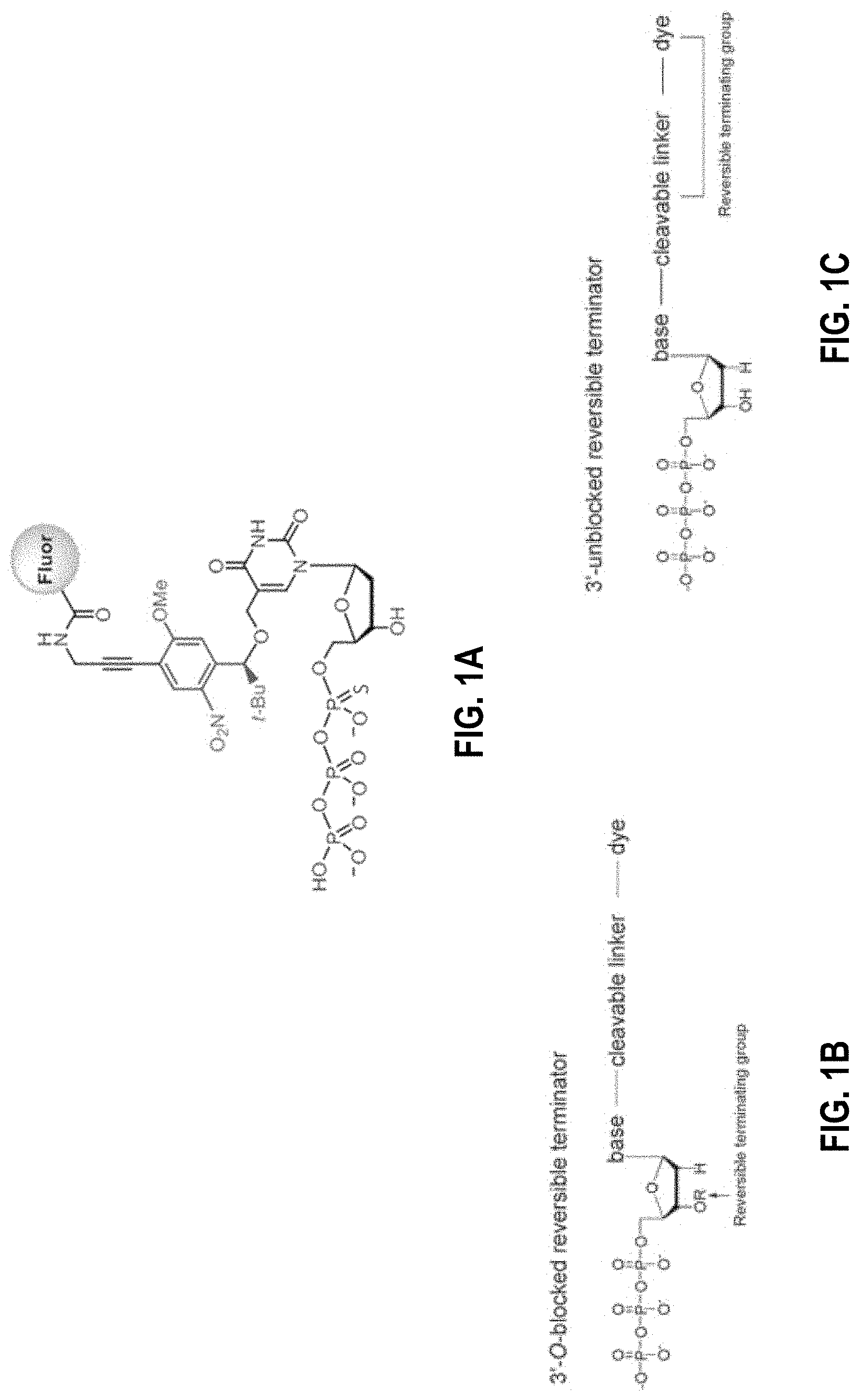 Patent US11773380 Figure 1 – Polymerase mutants and use with 3′-OH unblocked reversible terminators