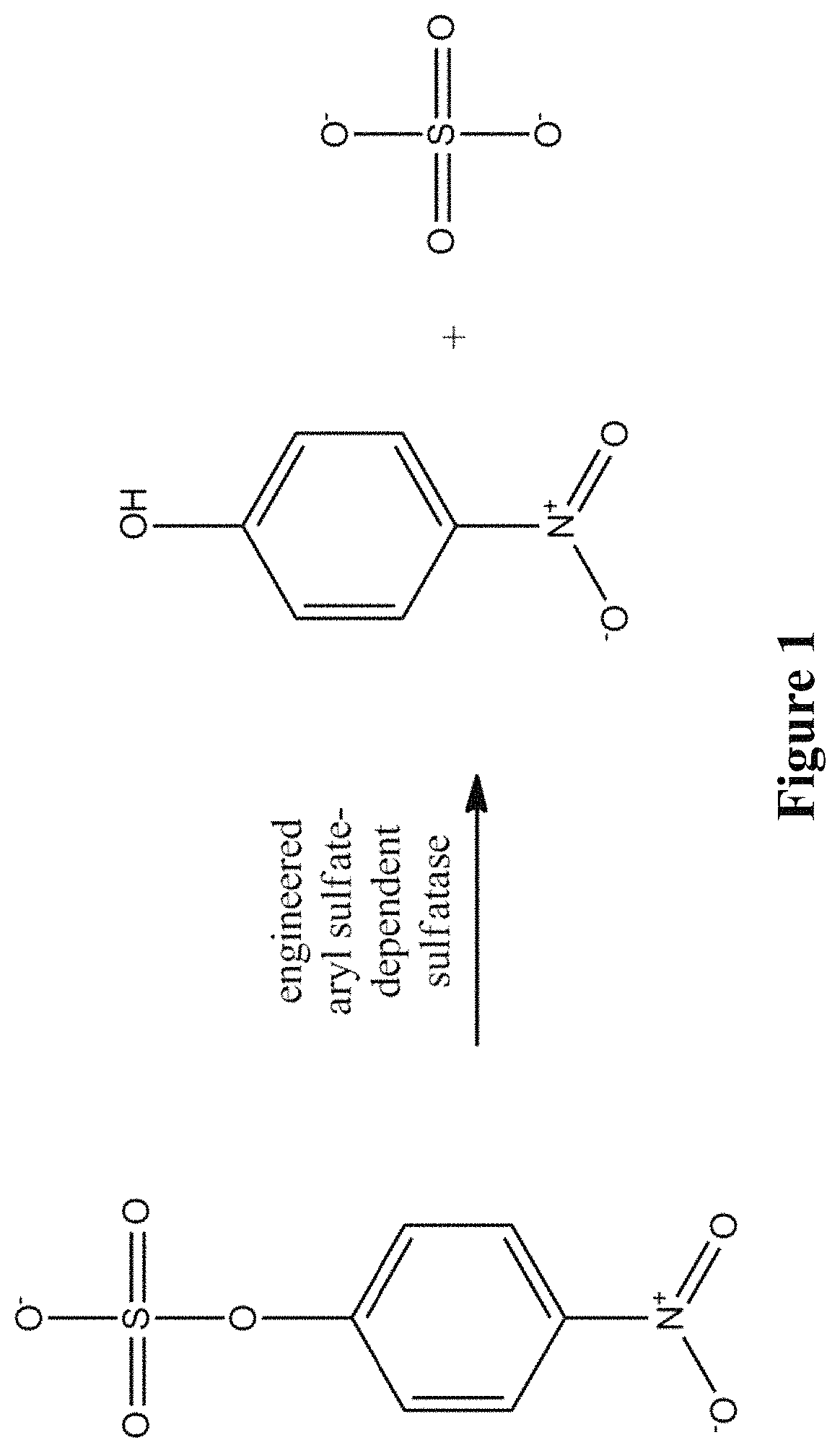 Patent US11773382 — Engineered aryl sulfate-dependent enzymes — Figure 1