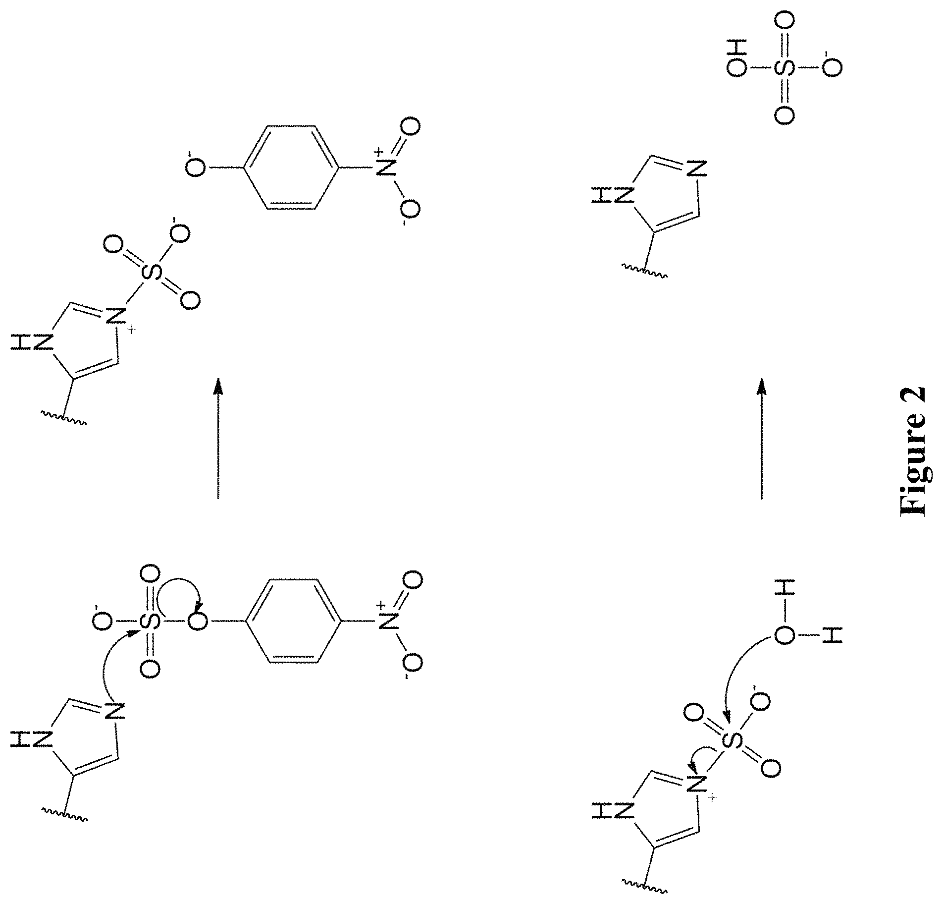 Patent US11773382 Figure 2 – Engineered aryl sulfate-dependent enzymes