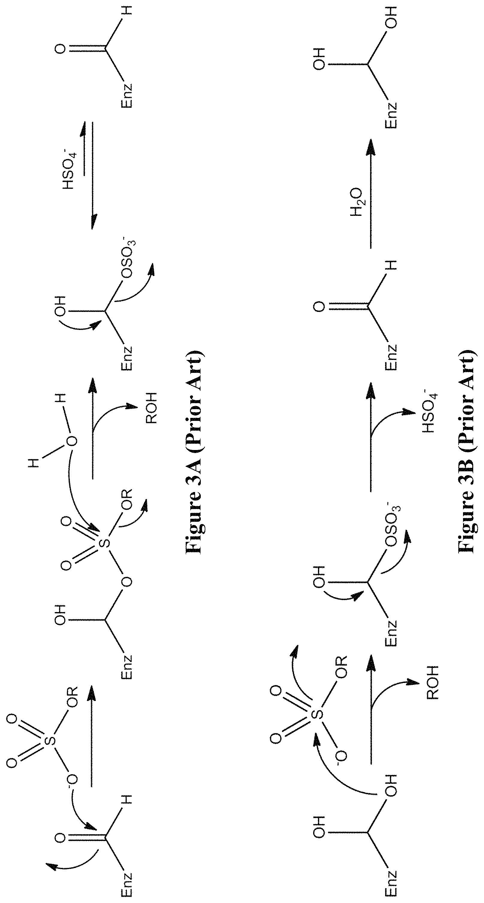 Patent US11773382 Figure 3 – Engineered aryl sulfate-dependent enzymes