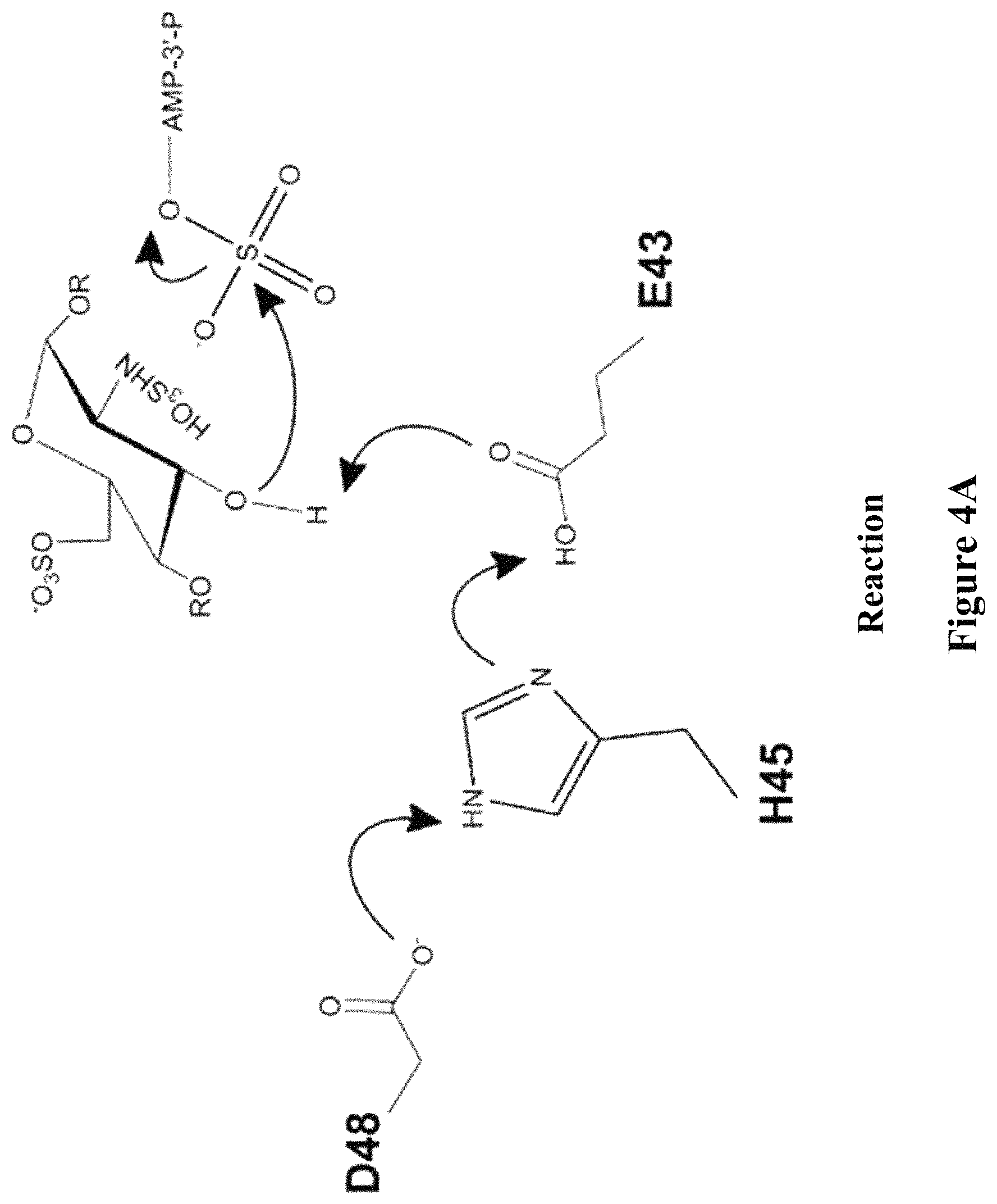 Patent US11773382 Figure 4 – Engineered aryl sulfate-dependent enzymes