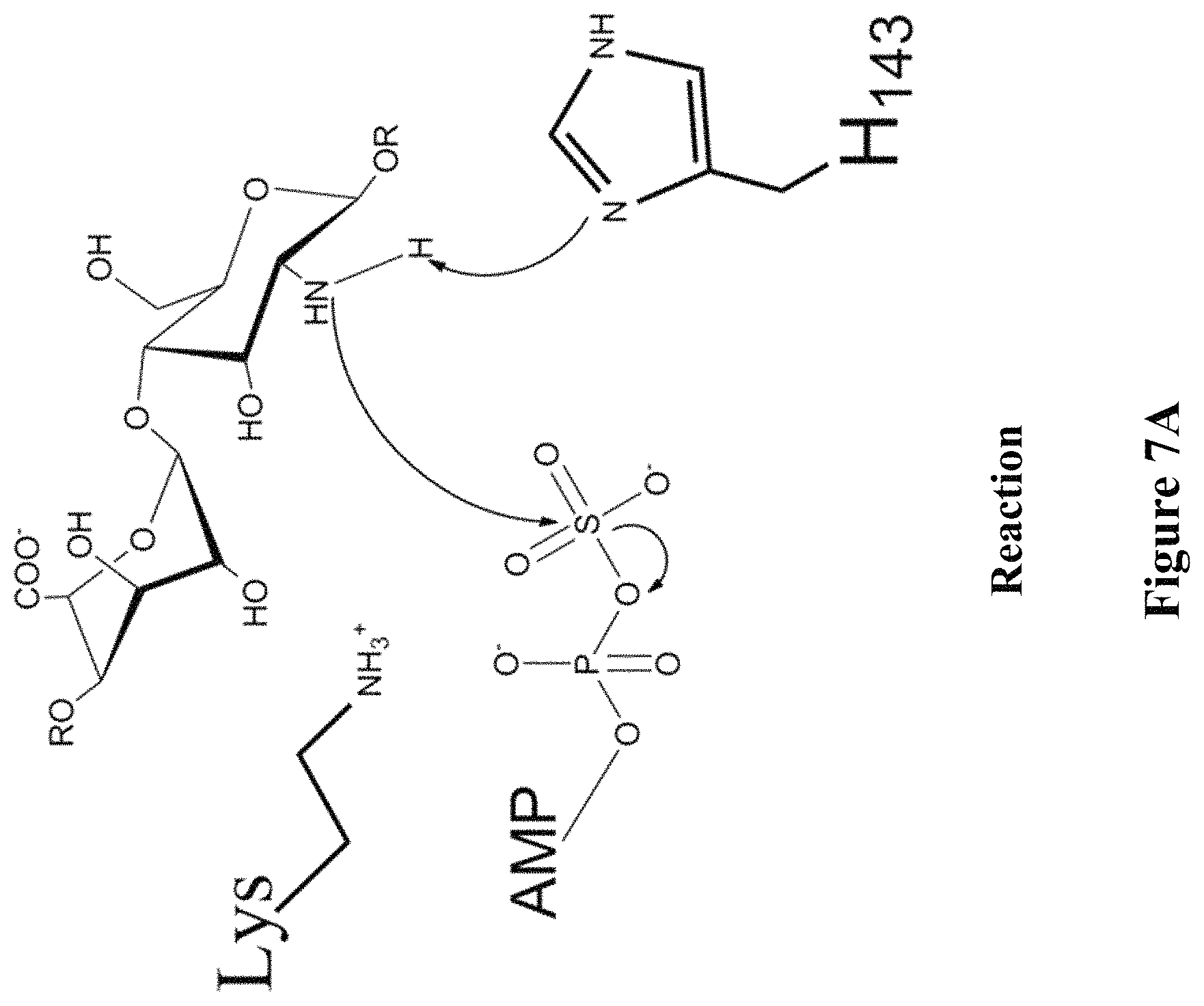 Patent US11773382 Figure 11 – Engineered aryl sulfate-dependent enzymes