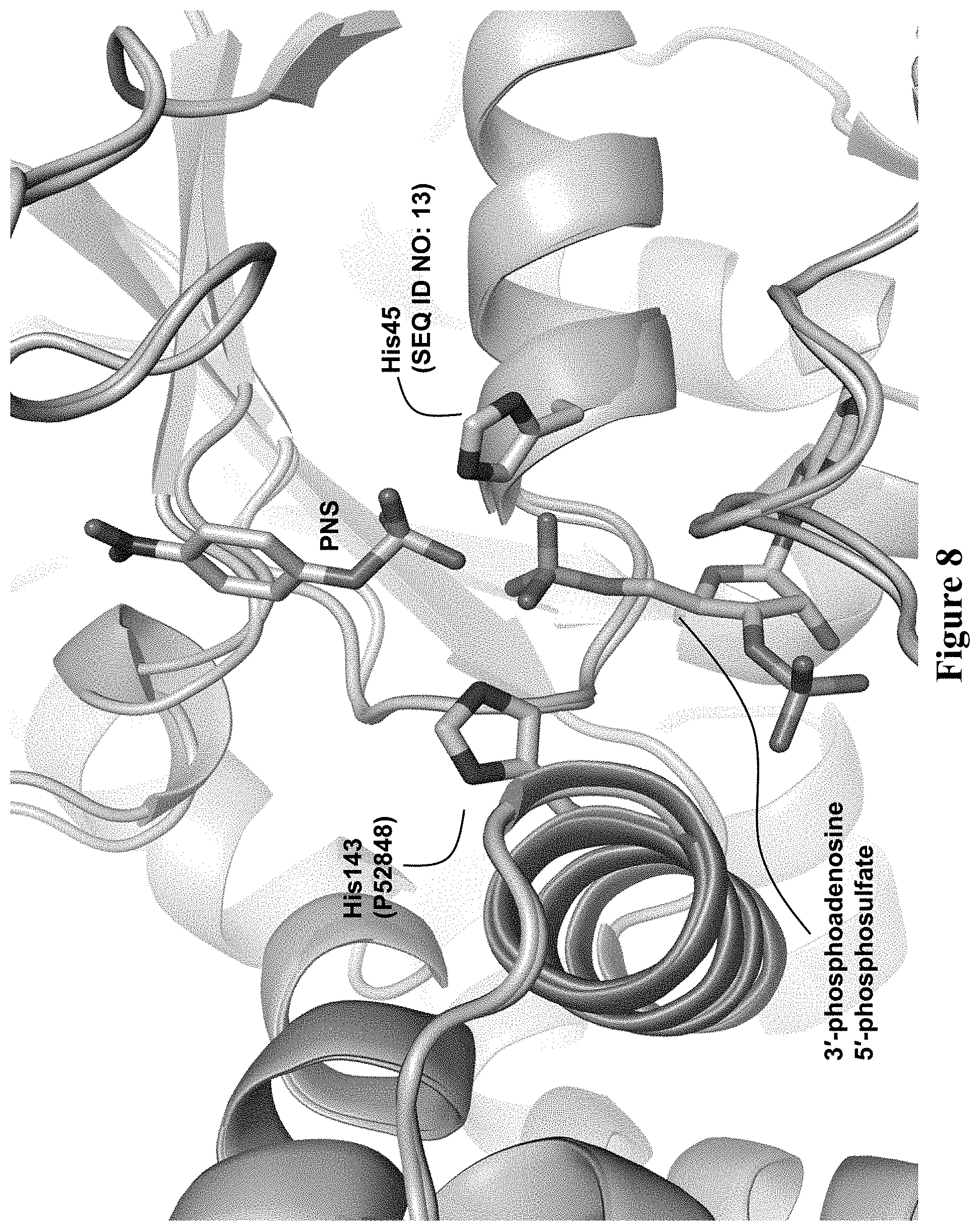 Patent US11773382 Figure 14 – Engineered aryl sulfate-dependent enzymes