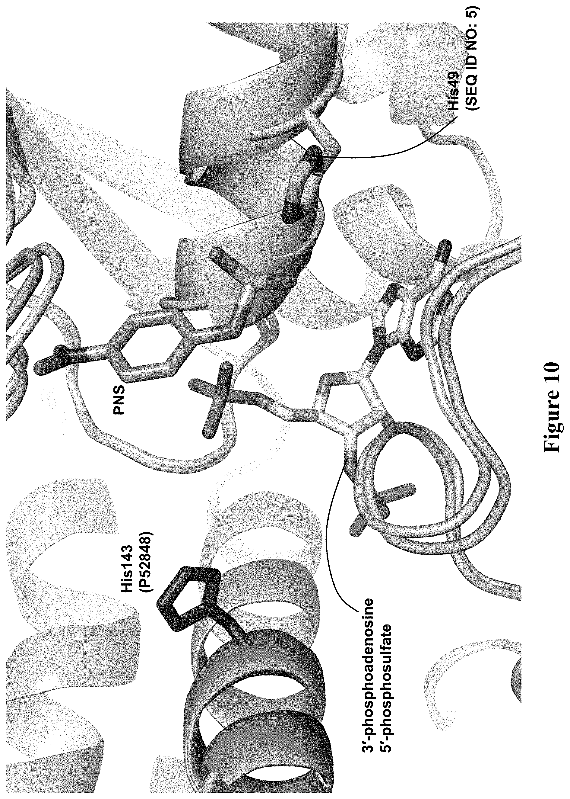 Patent US11773382 Figure 16 – Engineered aryl sulfate-dependent enzymes