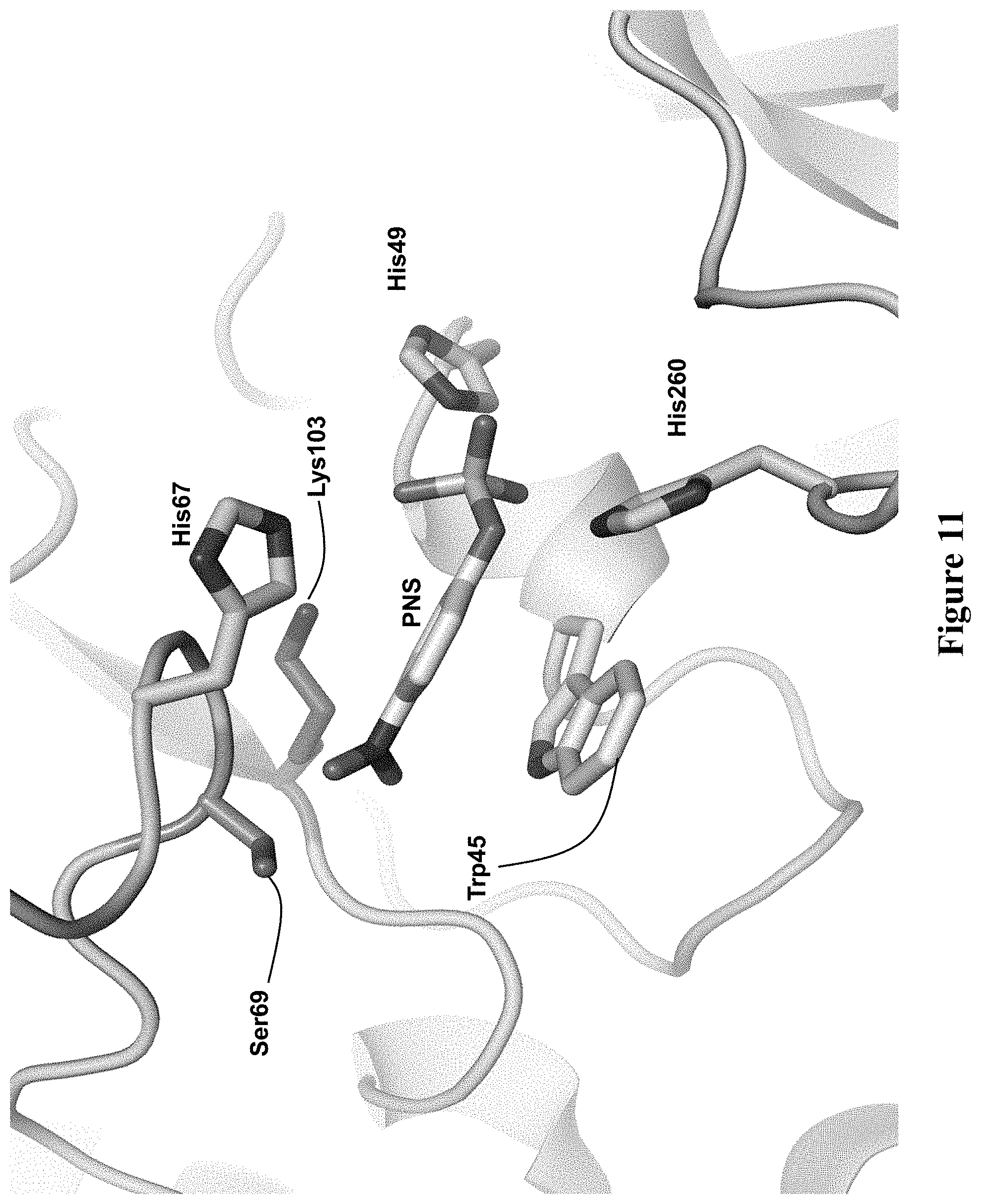 Patent US11773382 Figure 17 – Engineered aryl sulfate-dependent enzymes