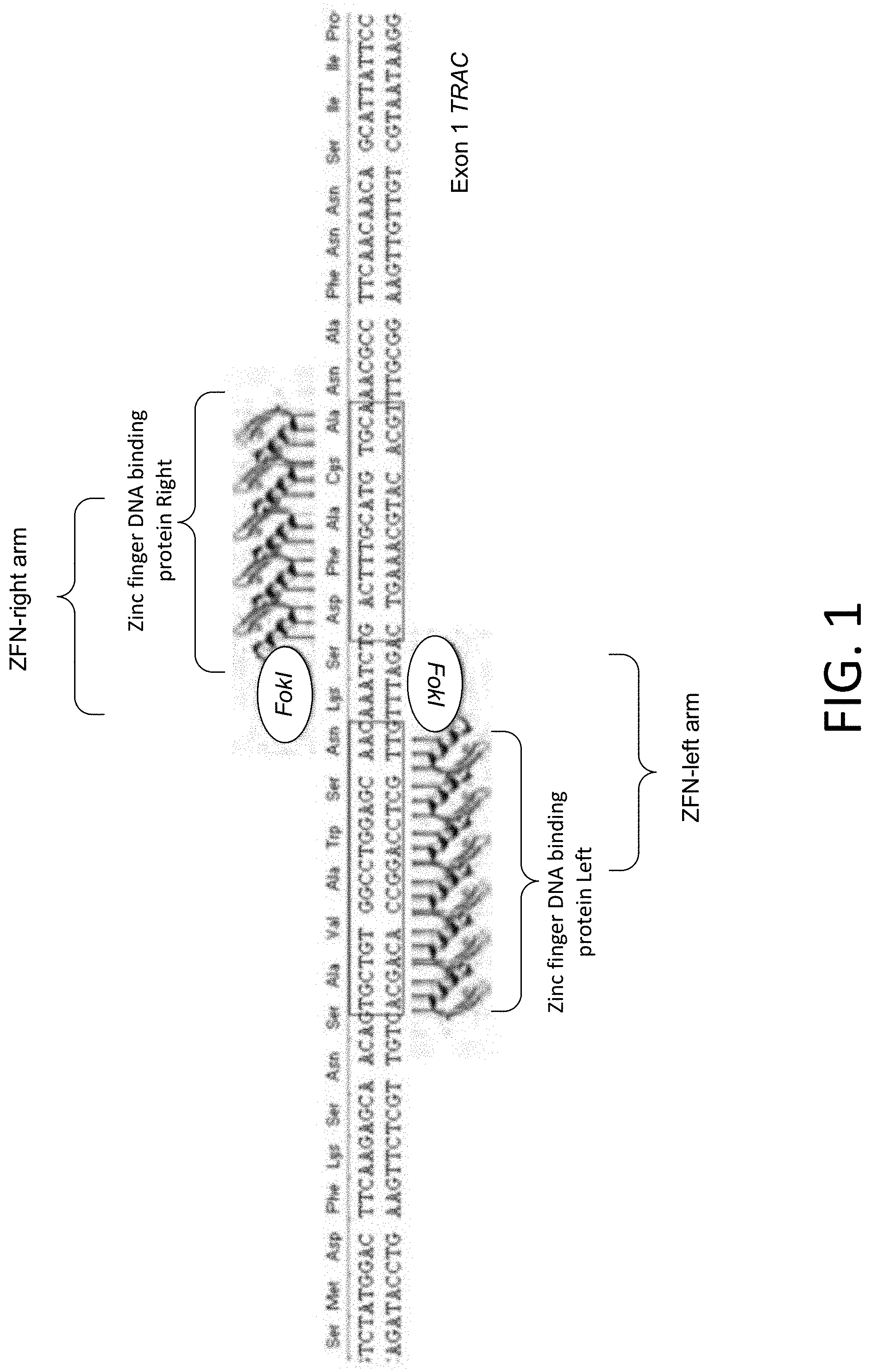 Patent US11773384 Figure 1 – Chimeric antigen receptor (CAR) and T cell receptor (TCR) modified T cells