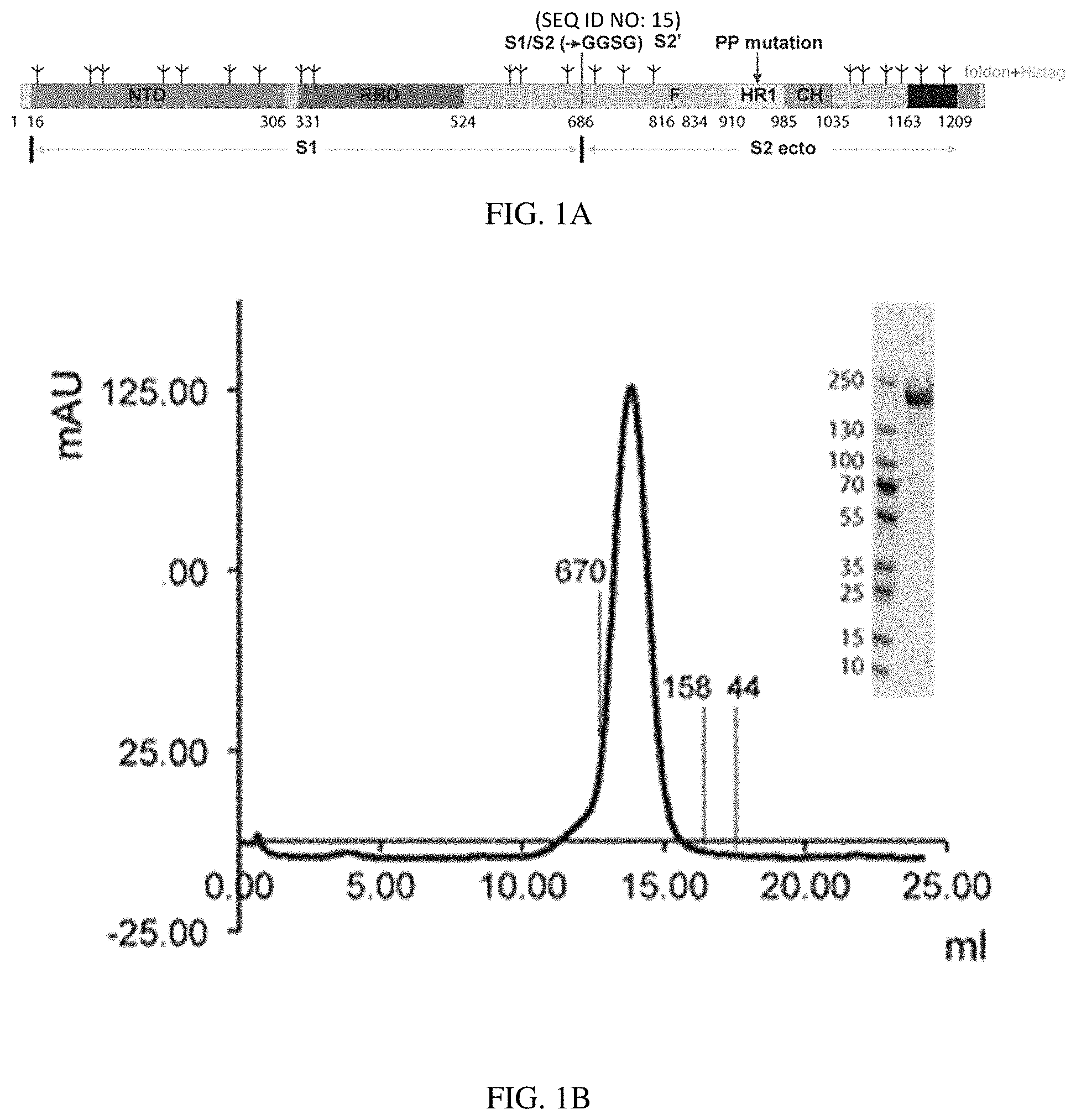 Patent US11773385 Figure 1 – High-affinity human ACE2 construct for use in diagnosing and treating coronaviruses