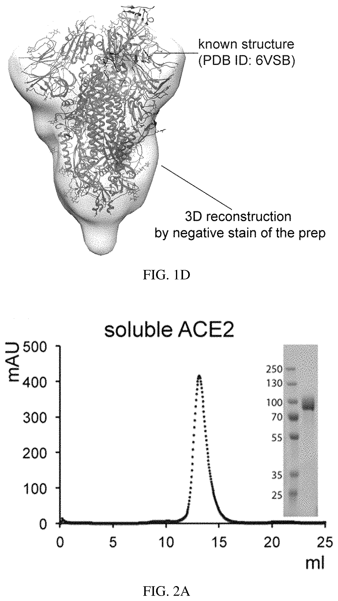 Patent US11773385 Figure 3 – High-affinity human ACE2 construct for use in diagnosing and treating coronaviruses