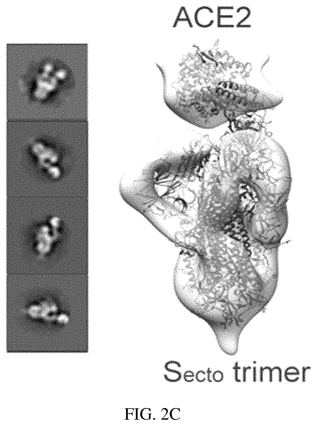 Patent US11773385 Figure 5 – High-affinity human ACE2 construct for use in diagnosing and treating coronaviruses